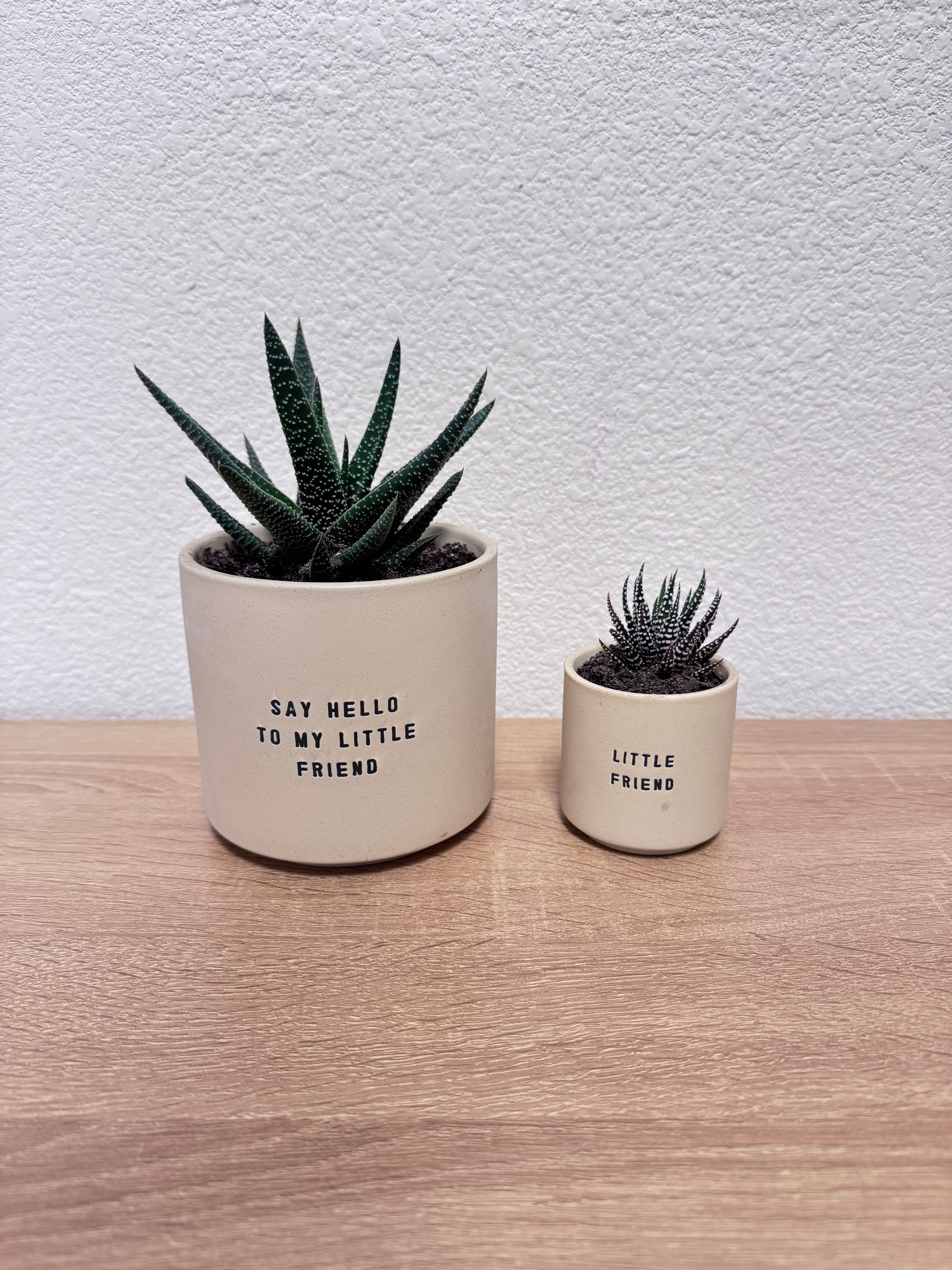 Two small potted succulents in beige pots on a wooden surface