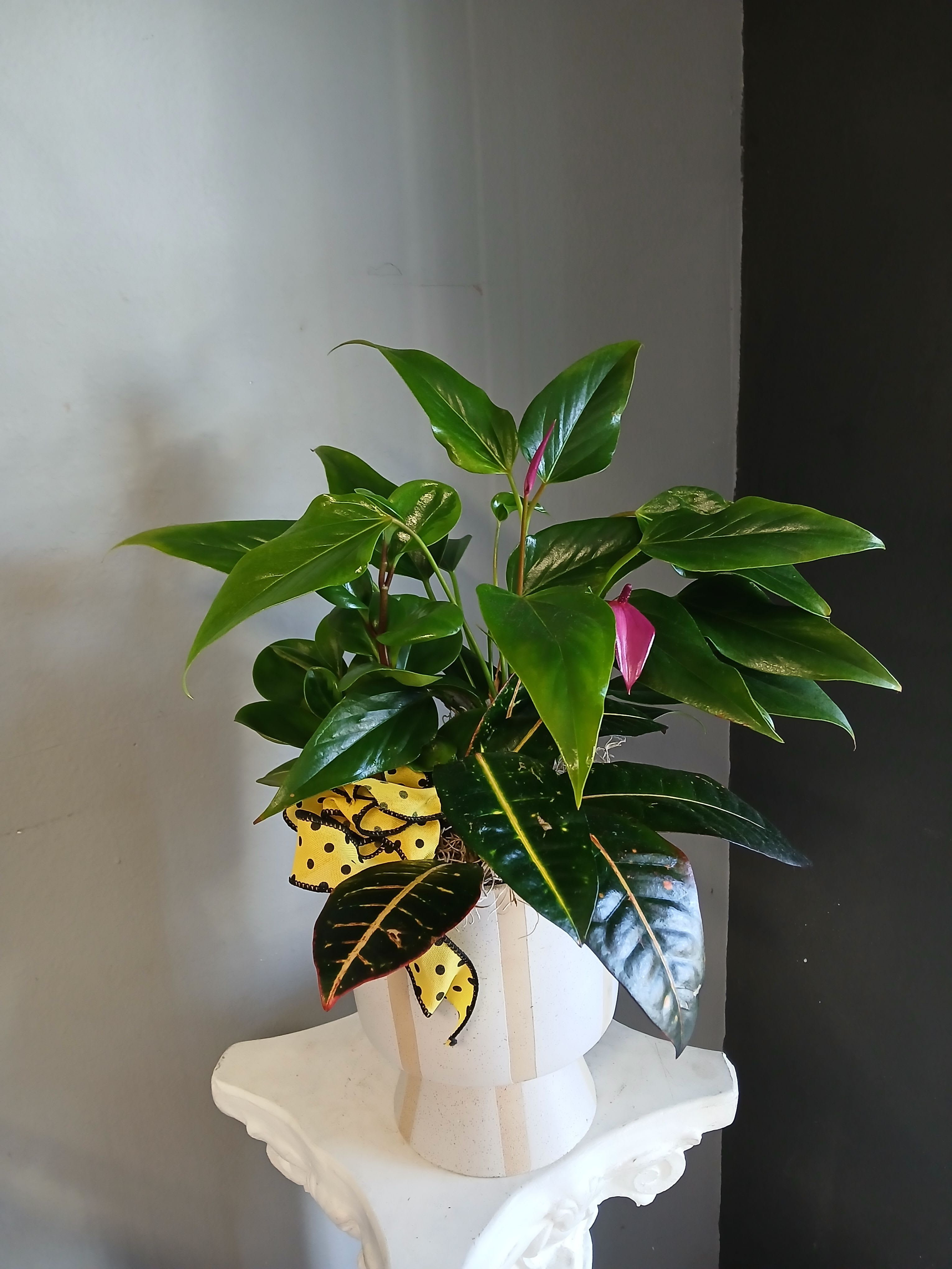 #PL39 Anthurium + Proton + peperomia  - A great mix of green blooms with a yellow and black bow 
