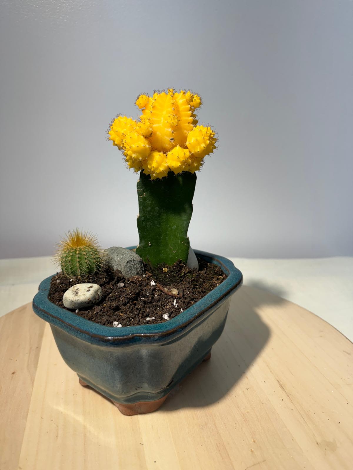 Potted cactus arrangement with a bright yellow grafted cactus