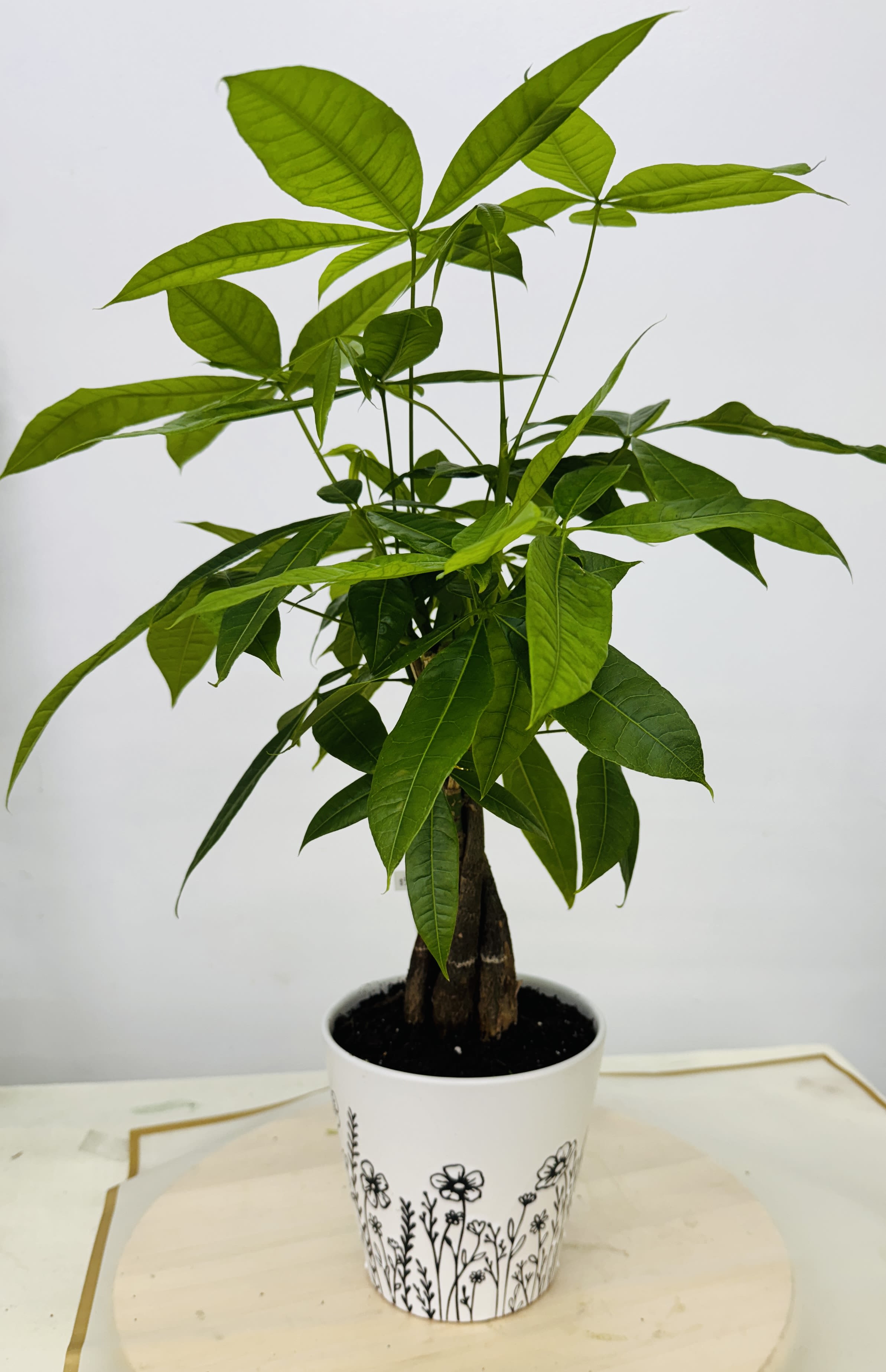 Potted green houseplant with long pointed leaves in a white decorative pot