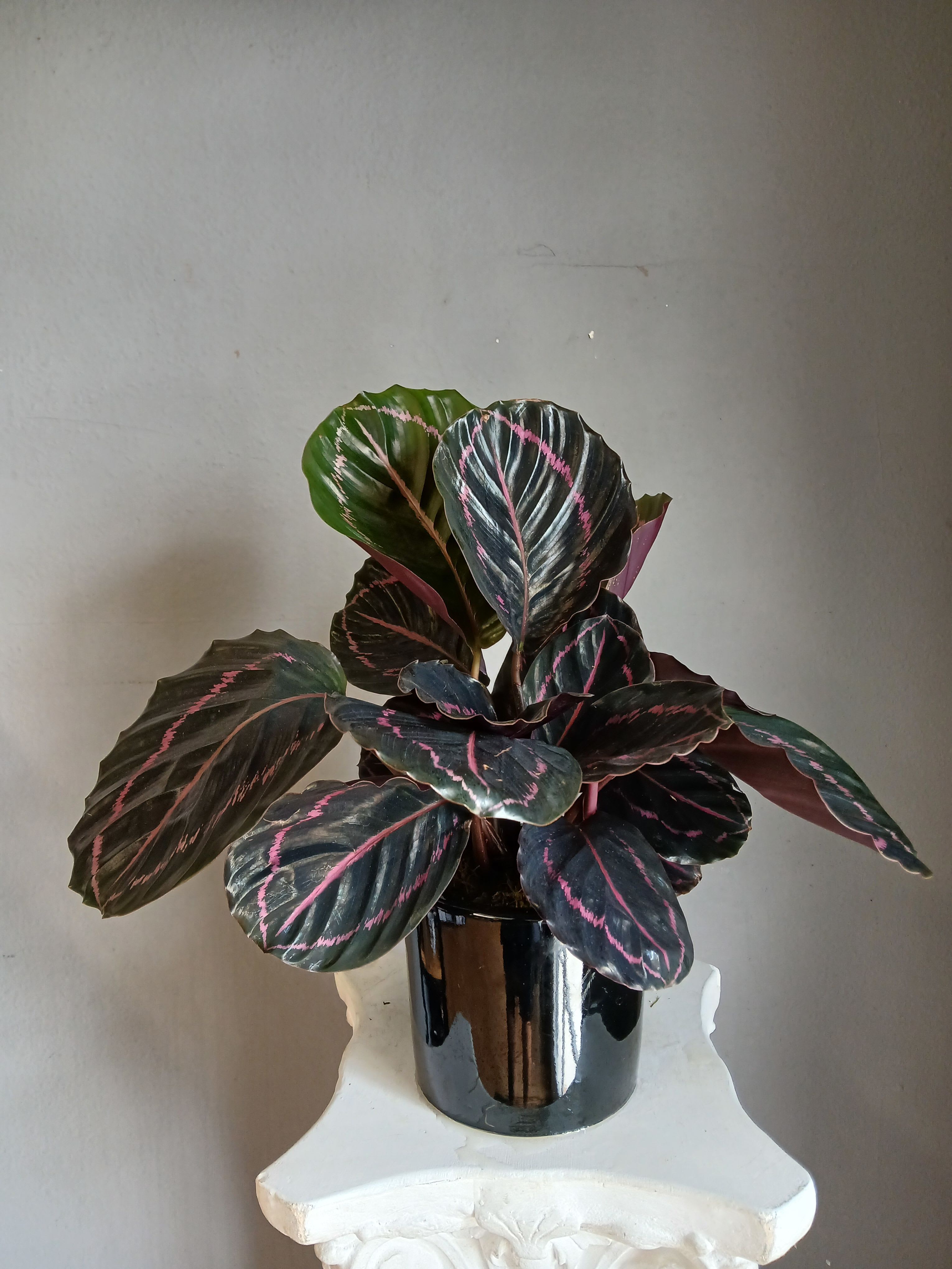 #PL23 Calathea Rattlesnake  - Lush, patterned foliage makes this Calathea Rattlesnake a striking gift for a housewarming, thank you, or thinking-of-you moment. The compact potted plant presents broad oval leaves with dark green to nearly black tops, vivid pink striping and subtle purple undersides, creating a living accent that feels decorative rather than floral and immediately livens a shelf, desk, or entry table.  Tucked into a glossy black ceramic pot, the dense upright cluster offers a modern, calm presence that suits contemporary homes and offices. Dimensions and care: compact size for tabletops and small corners; enjoys bright, indirect light, consistent moisture without waterlogging, and occasional misting to highlight its purple undersides and keep leaves vibrant. Give someone the kind of green gift that looks curated and cared-for-easy to display, easy to love.