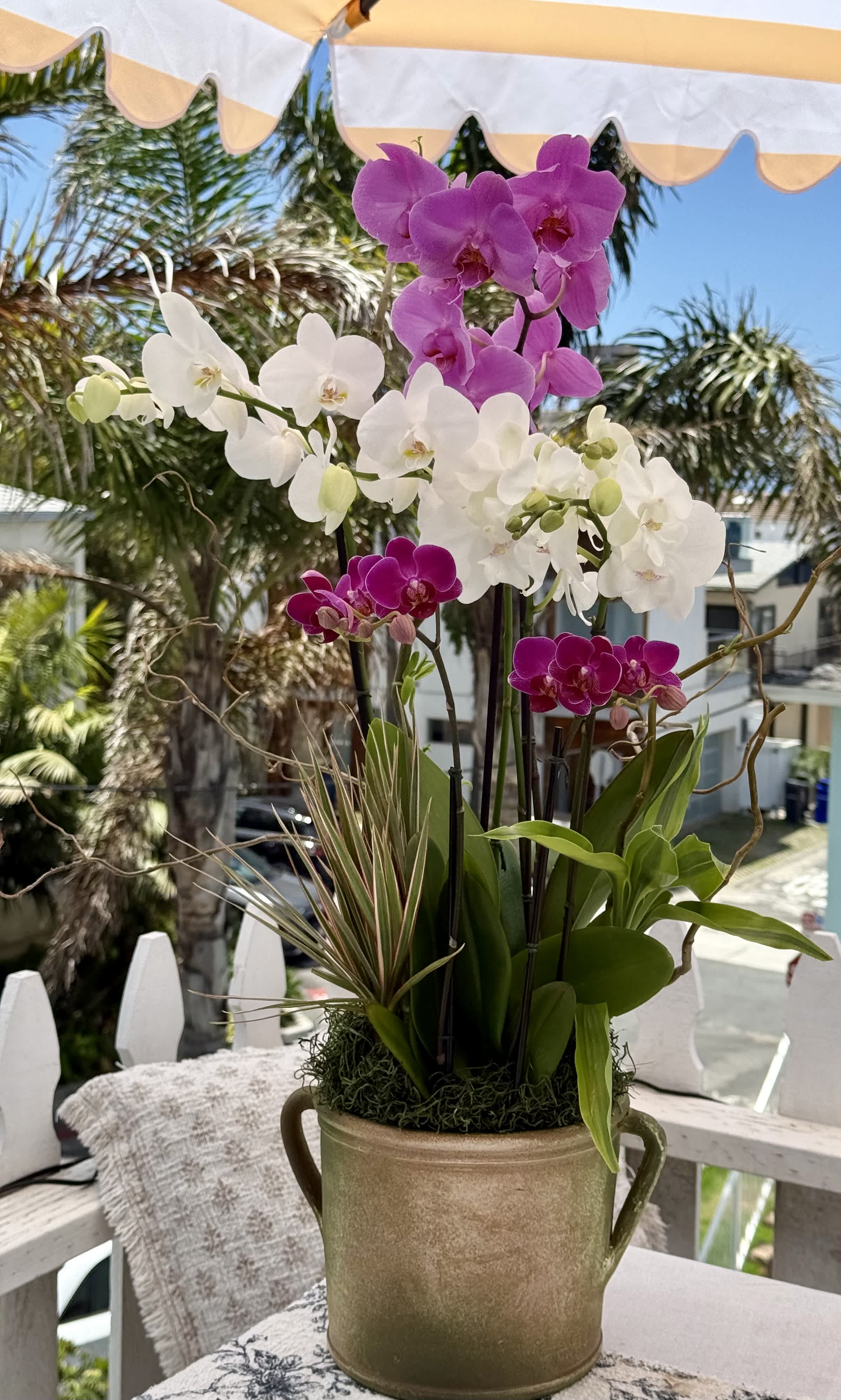 Potted orchids in white and magenta blooms in a metal container