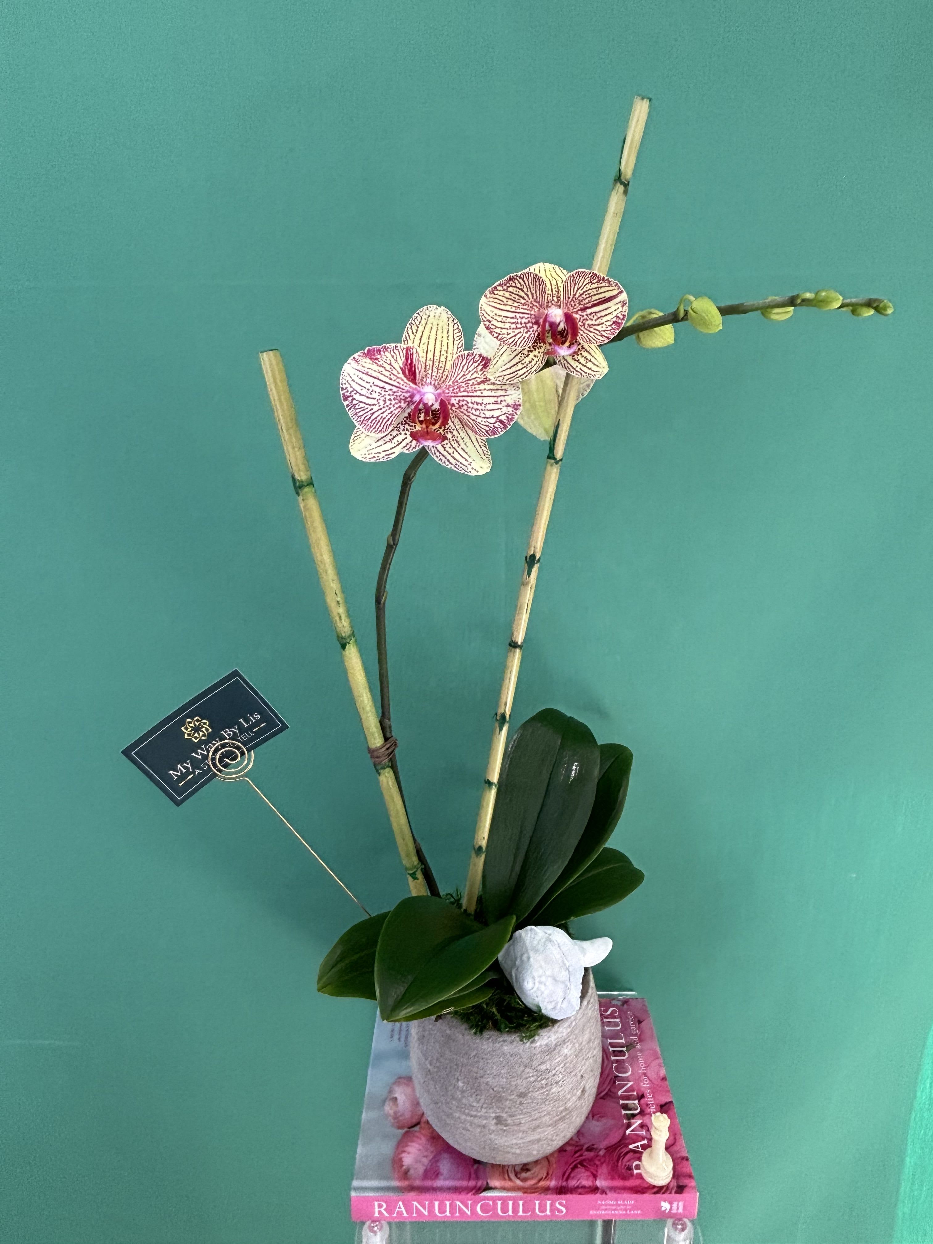 Kaleidos. - Elegant timeless flowers known for their delicate beauty. They symbolize peace, love, elegance, and new beginnings.