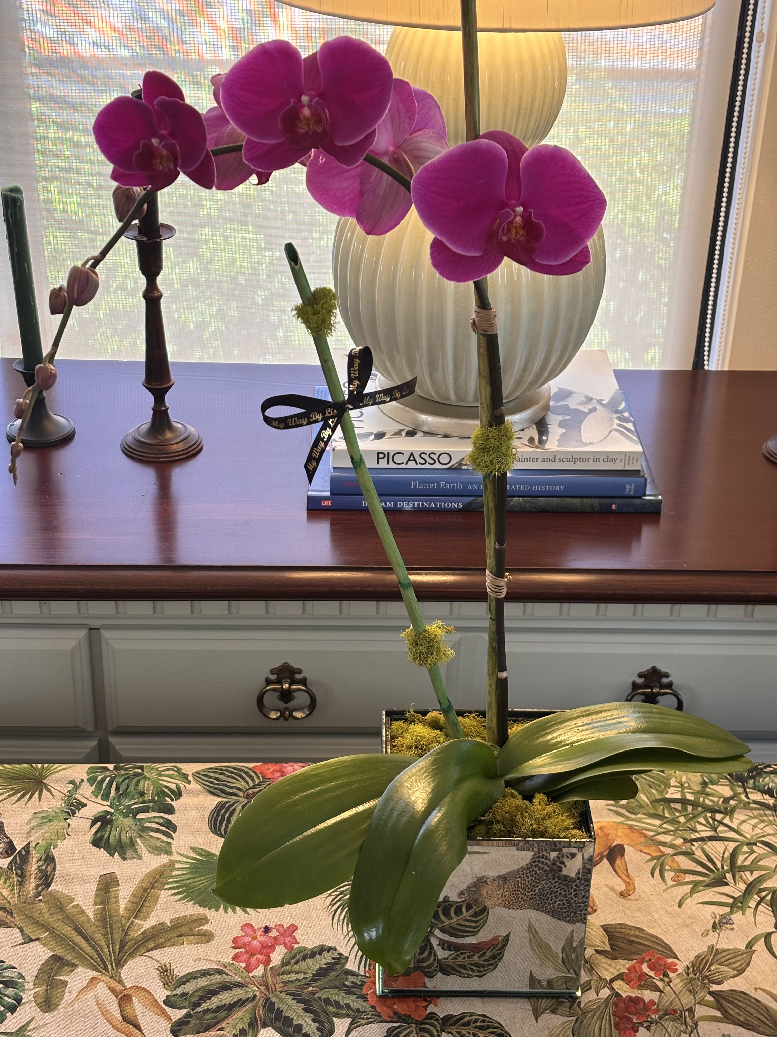 Potted magenta orchid with large blooms in a decorative square container