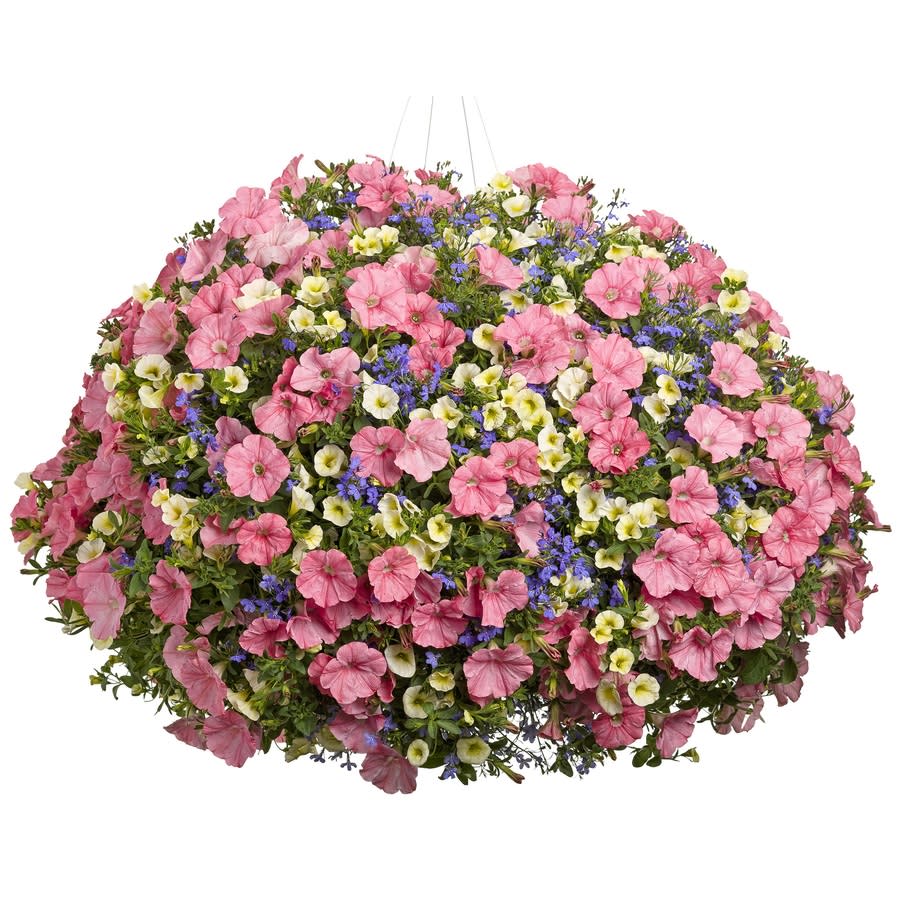 MIX PINK PETUNIA  HANGING BASKET - Calibrachoa need good drainage to perform well so they are best grown in containers of all kiinds. Hanging baskets, window boxes and upright containers are all great for use with Superbells.You can tell if a basket needs watering by testing the weight – if it feels light, it needs water. Be sure to water your basket at least once a day, but twice a day is even better. Water until the excess streams out.