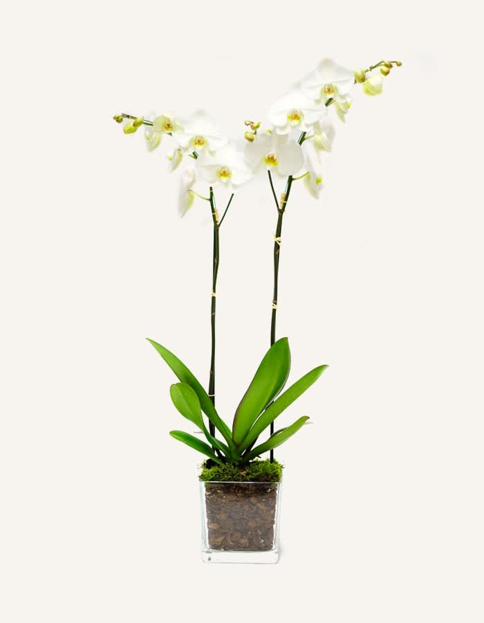  Simple Beautiful ) White Orchid Plant - Single white orchid arranged in a clear glass vase, decorated with coconut chips or silver birch tree bark.