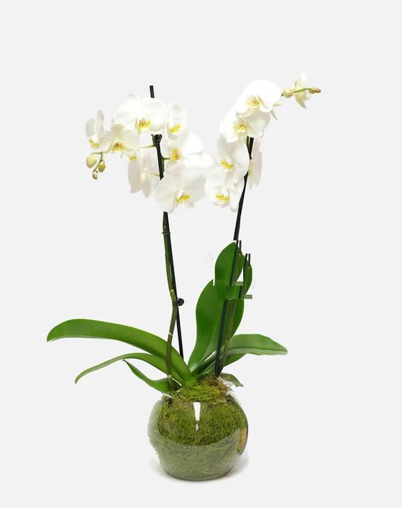 White orchid plant in a glass bowl with moss
