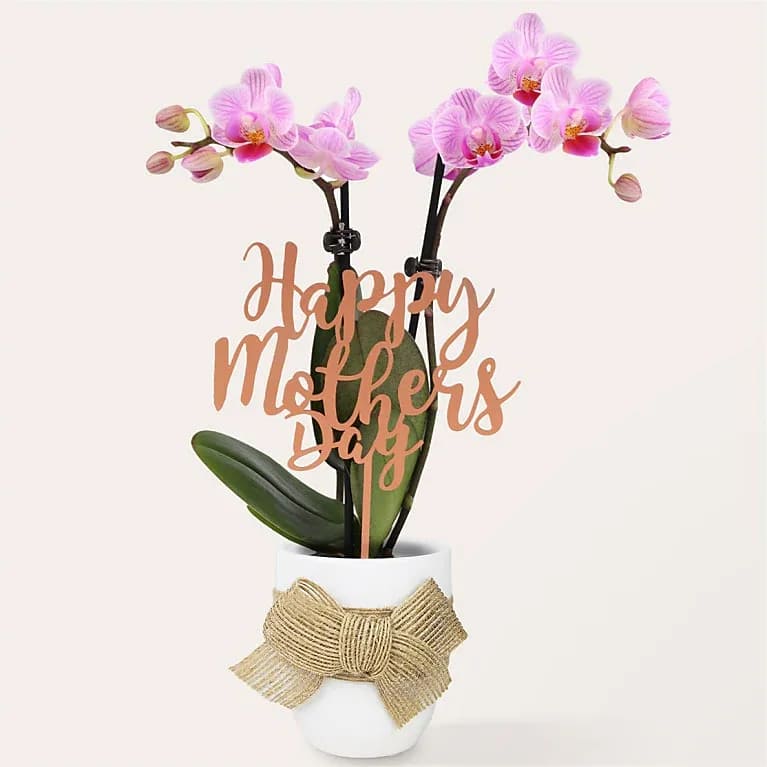 Love You Mom Mini Pink Orchid  - Makes the perfect little gift. Delightfully cute mini pink orchid with blush white stripes and a deep center.