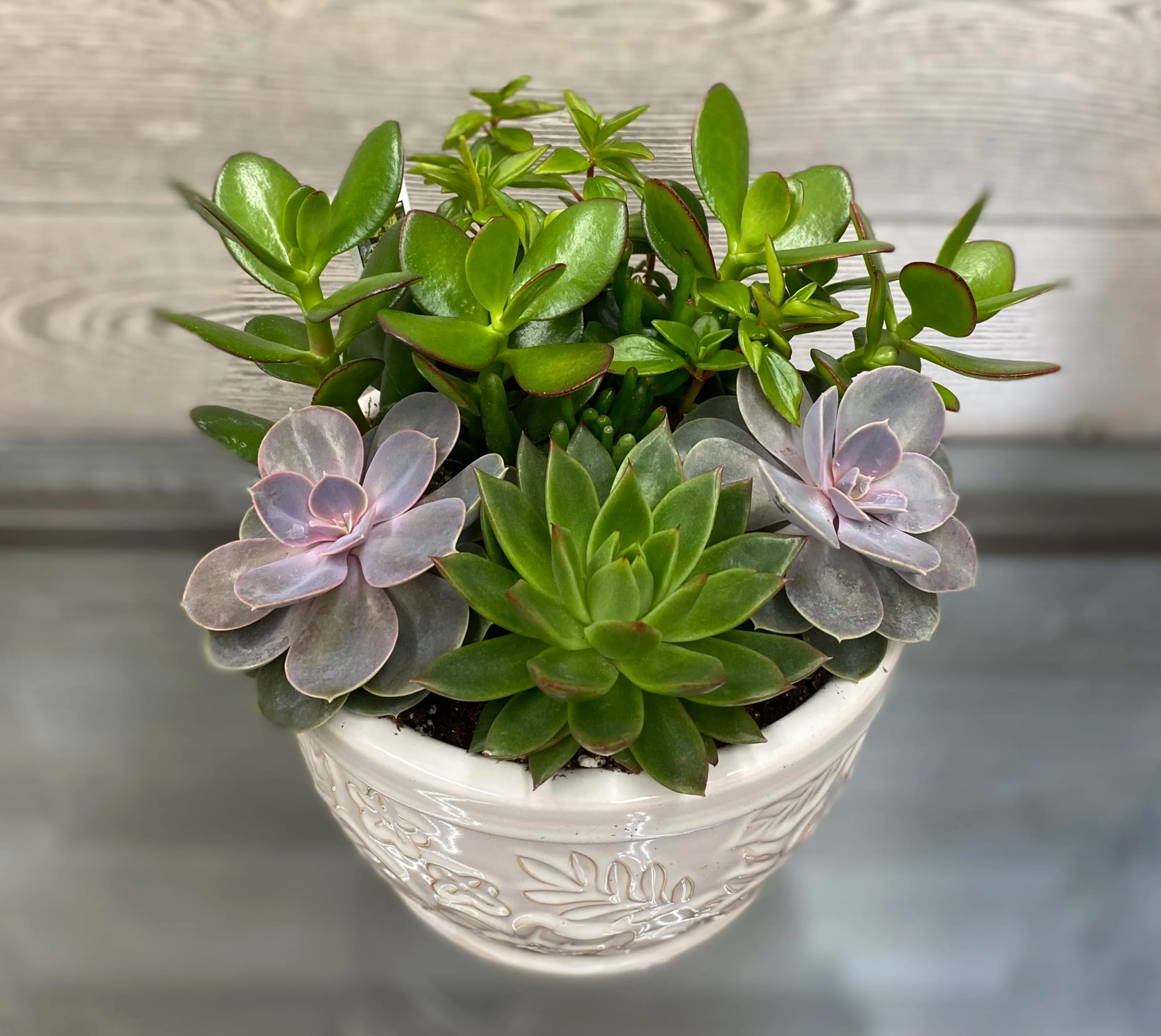 Potted succulent arrangement in a white ceramic bowl