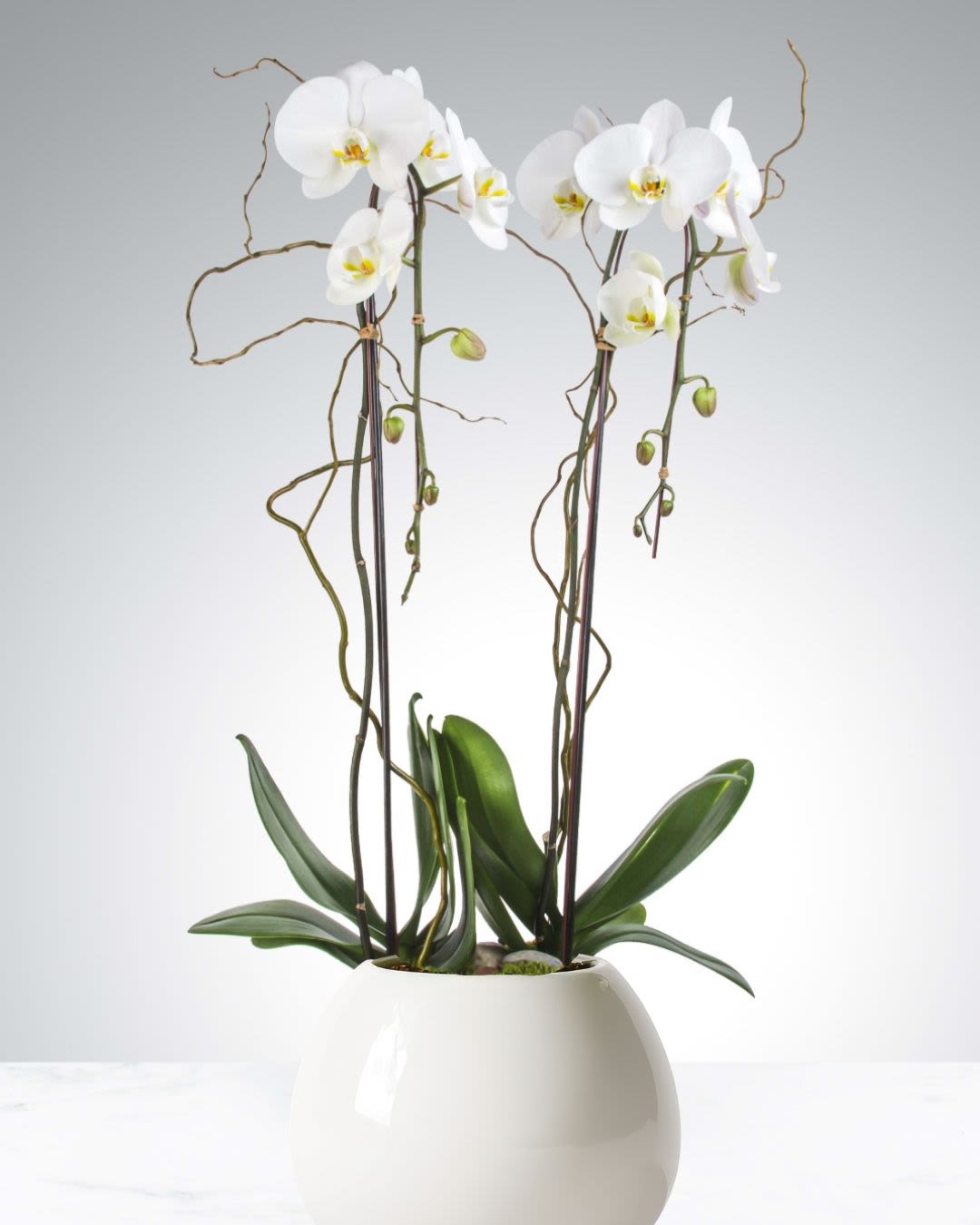 White orchid plant in a white ceramic pot