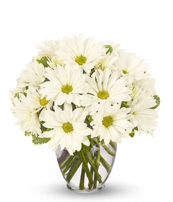 White daisies arranged in a clear glass vase