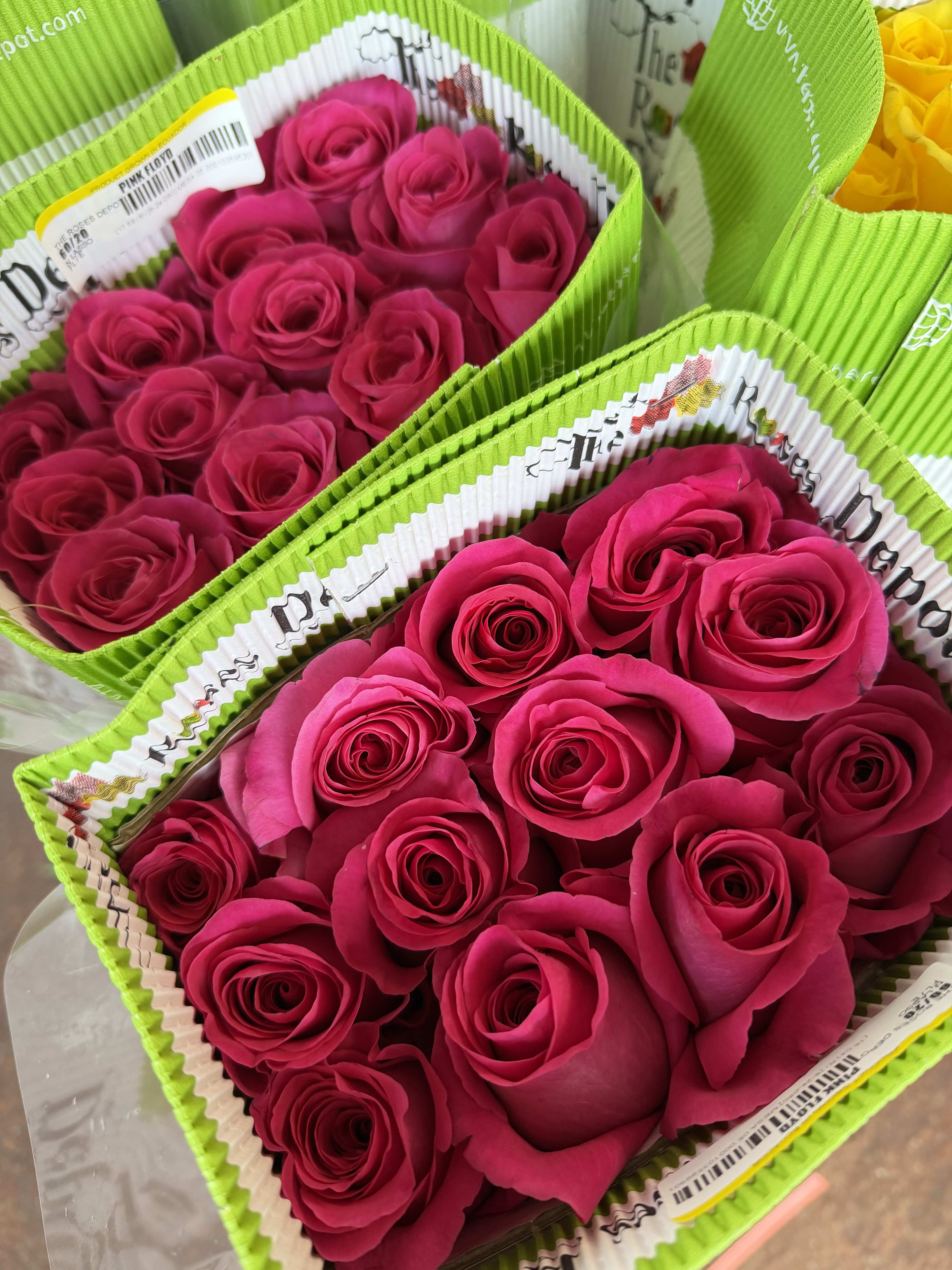 20 HOT PINK ROSES PACK - 20 Premium Roses, Handpicked and Imported Directly from Ecuador
