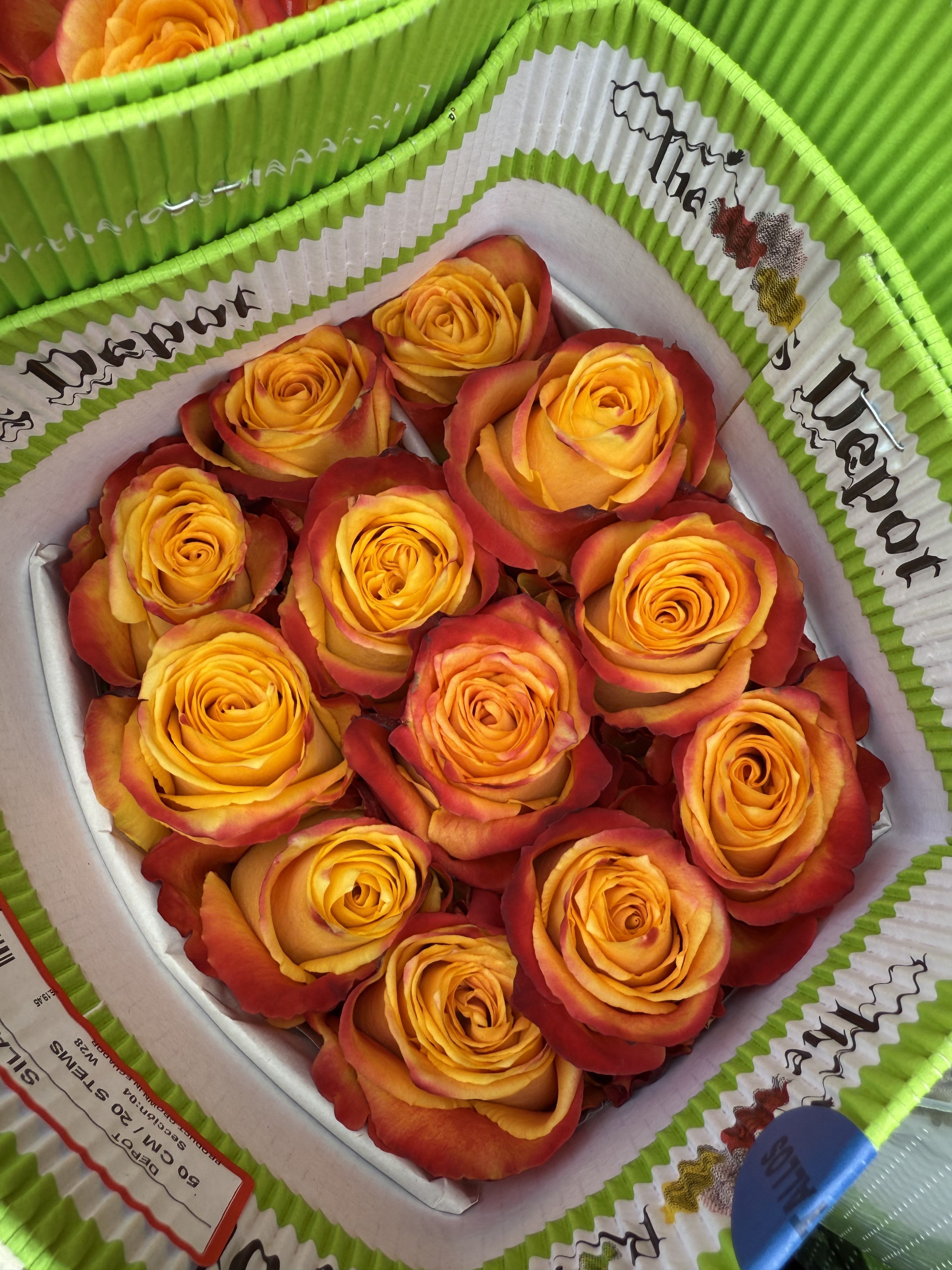 20 ORANGE BI-COLOR ROSES PACK - 20 Premium Roses, Handpicked and Imported Directly from Ecuador