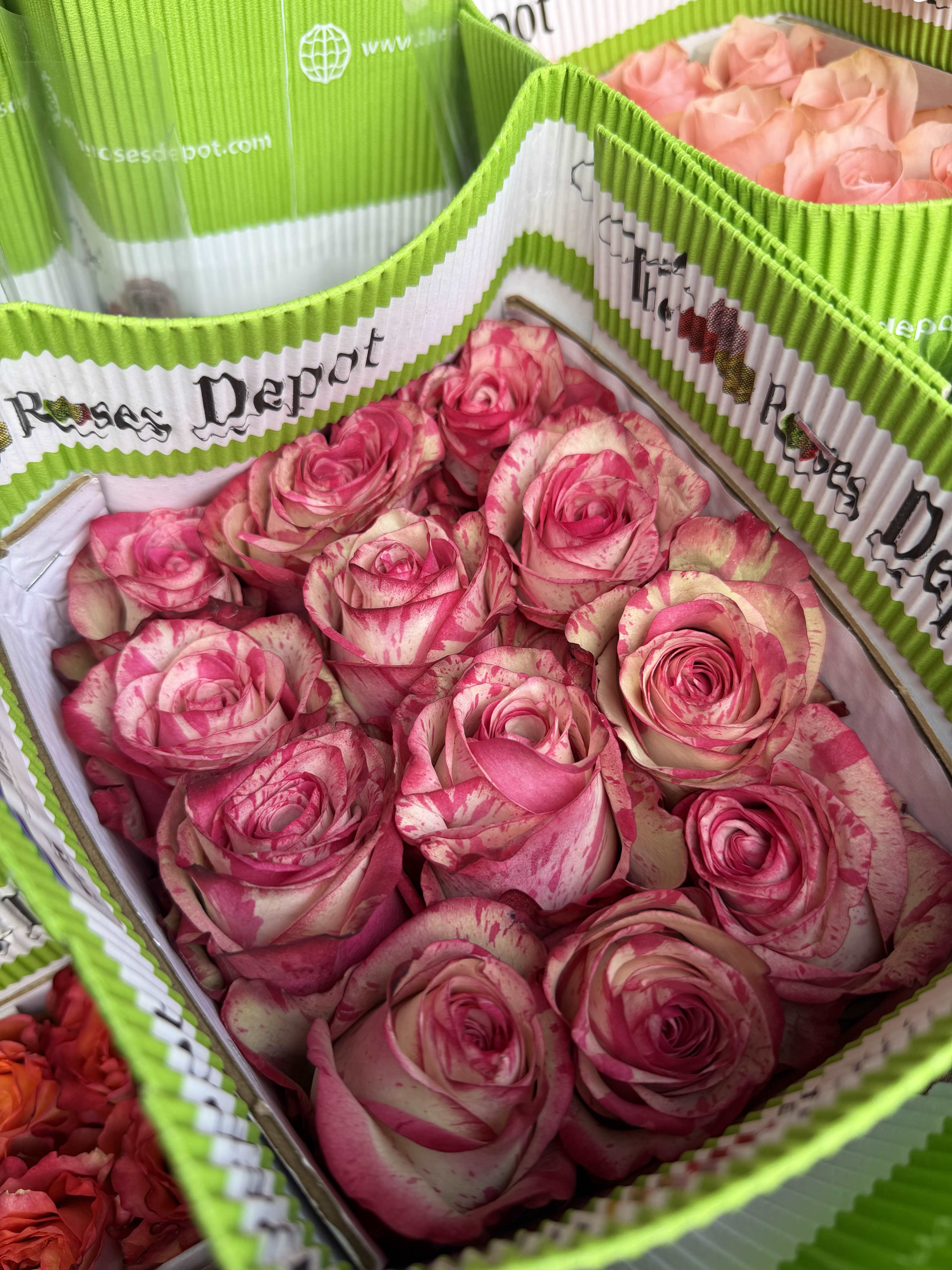 20 BI-COLOR PINK PACK - 20 Premium Roses, Handpicked and Imported Directly from Ecuador