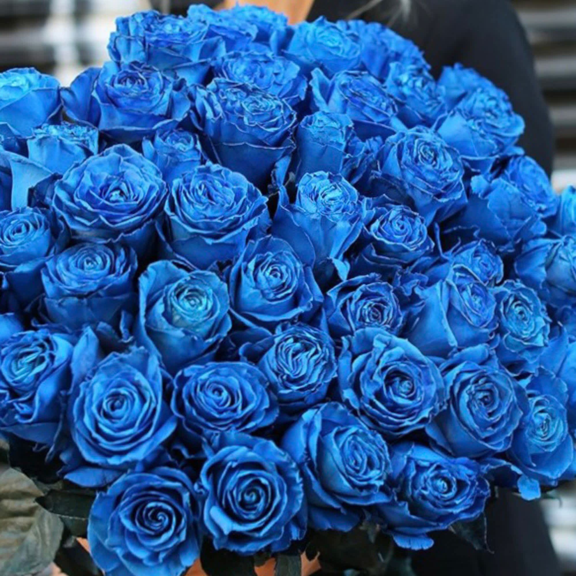 Bouquet of vivid blue roses