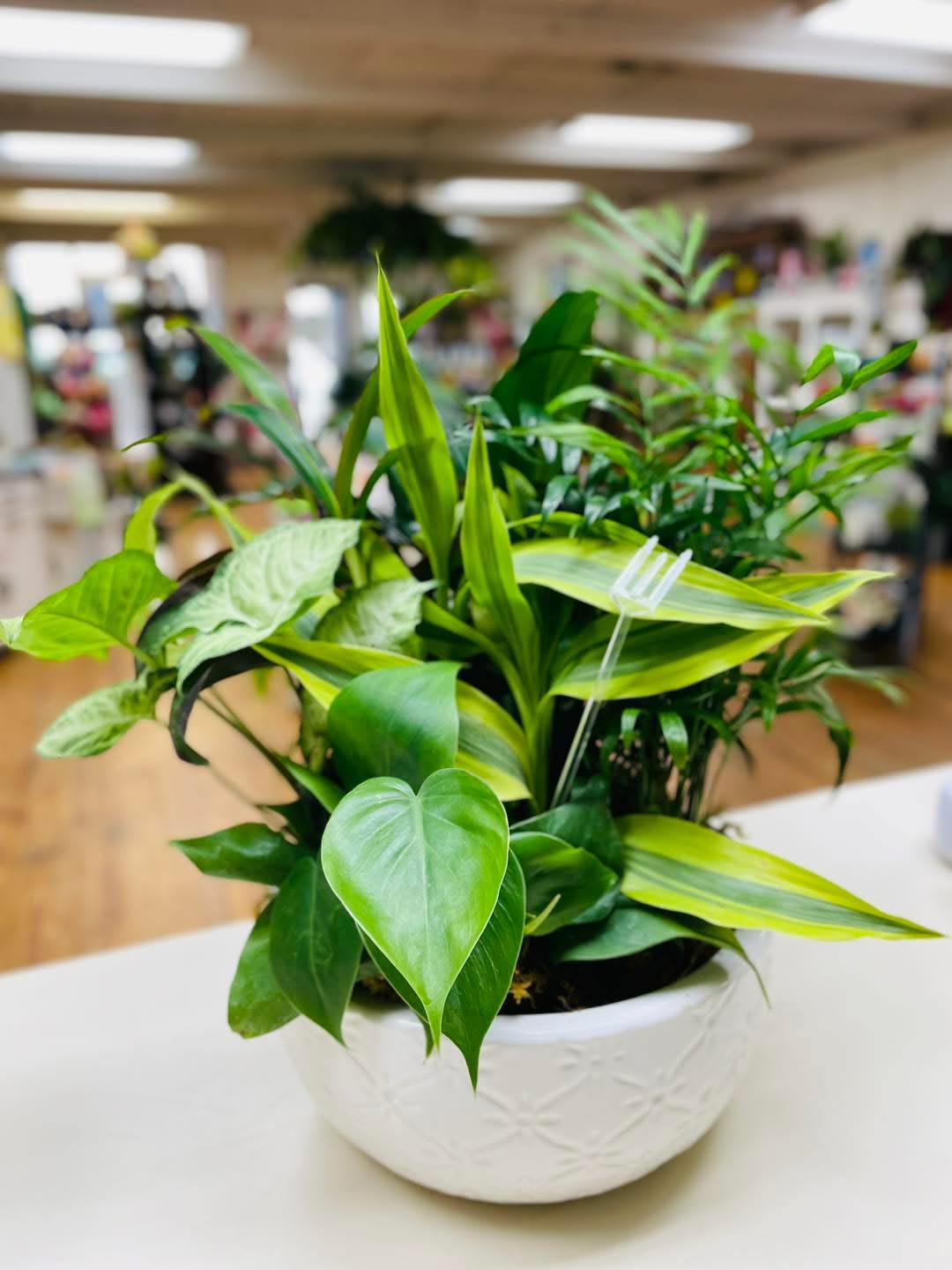 Potted green houseplant arrangement in a white ceramic bowl