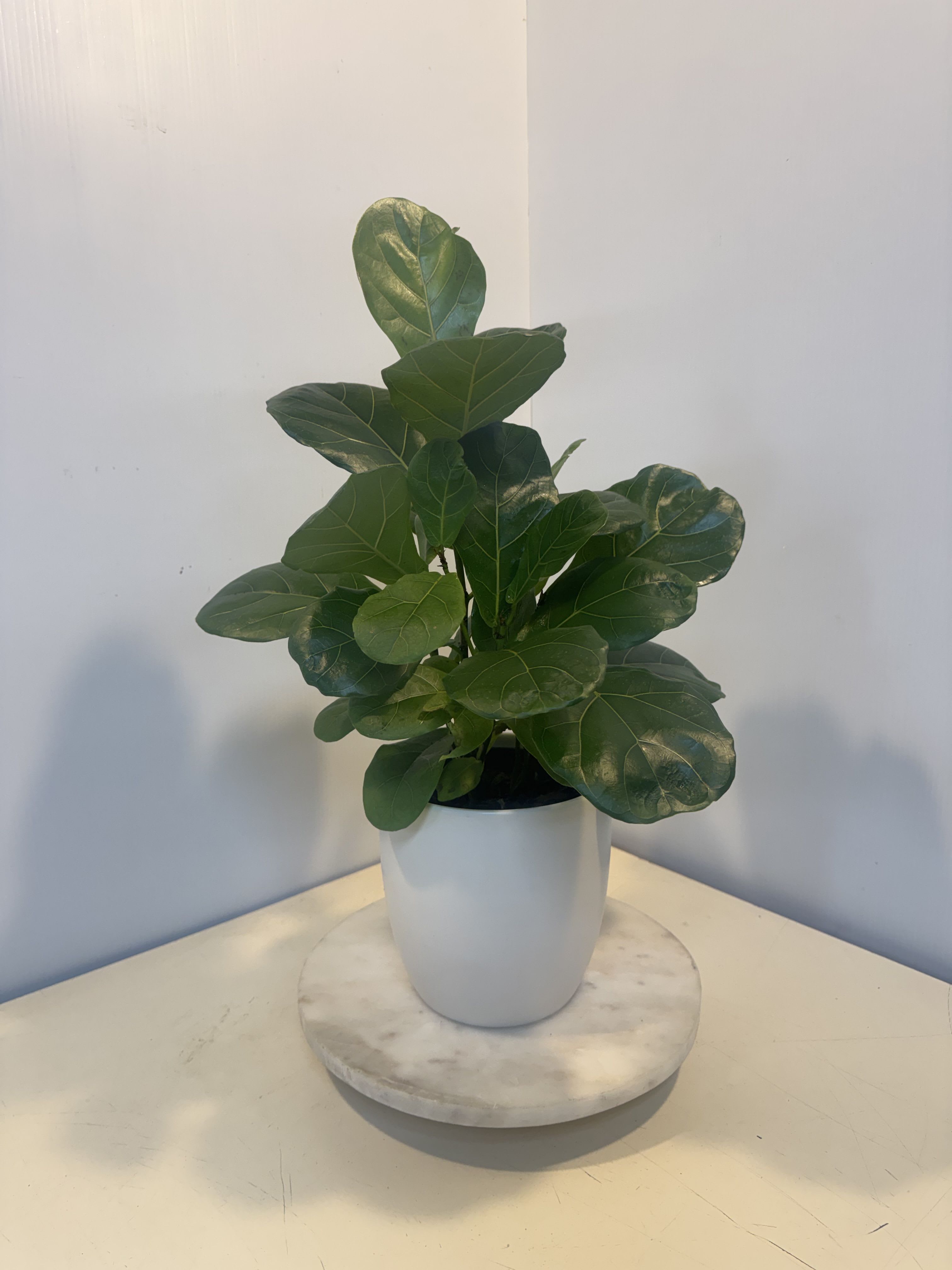 Potted green houseplant in a white planter