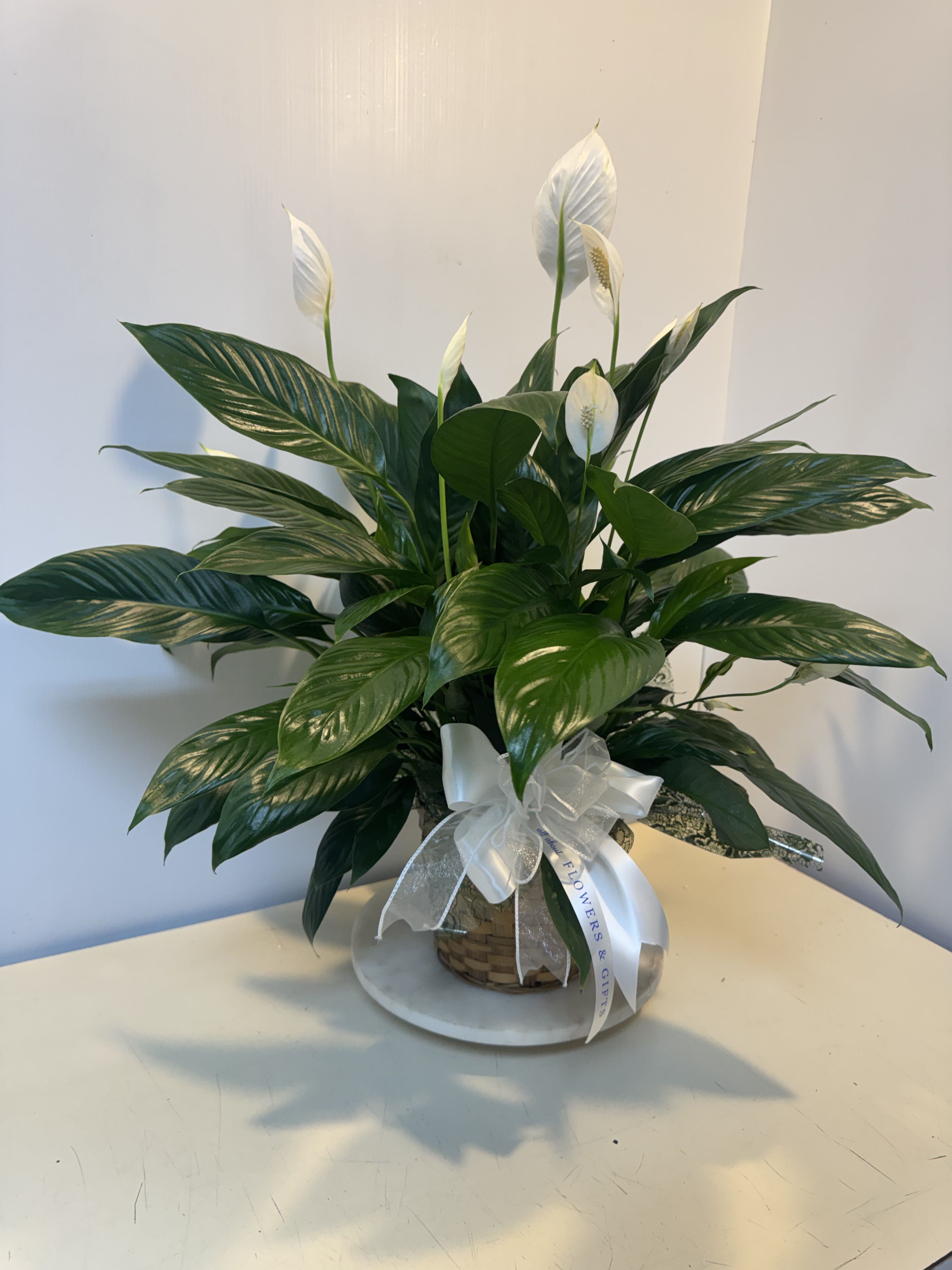 Potted peace lily with white blooms and a ribbon bow