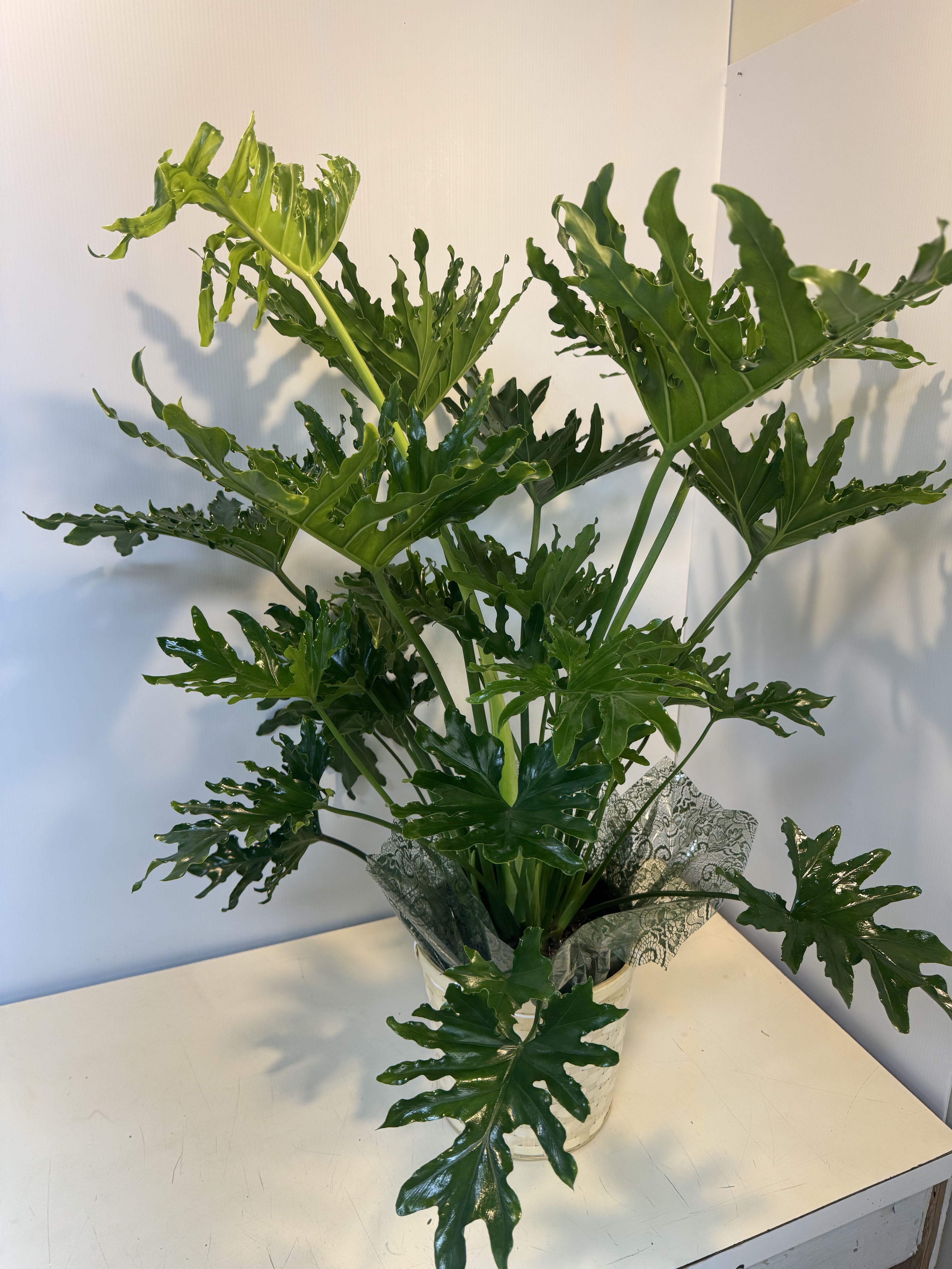 Potted plant with glossy, deeply lobed green leaves in a white container