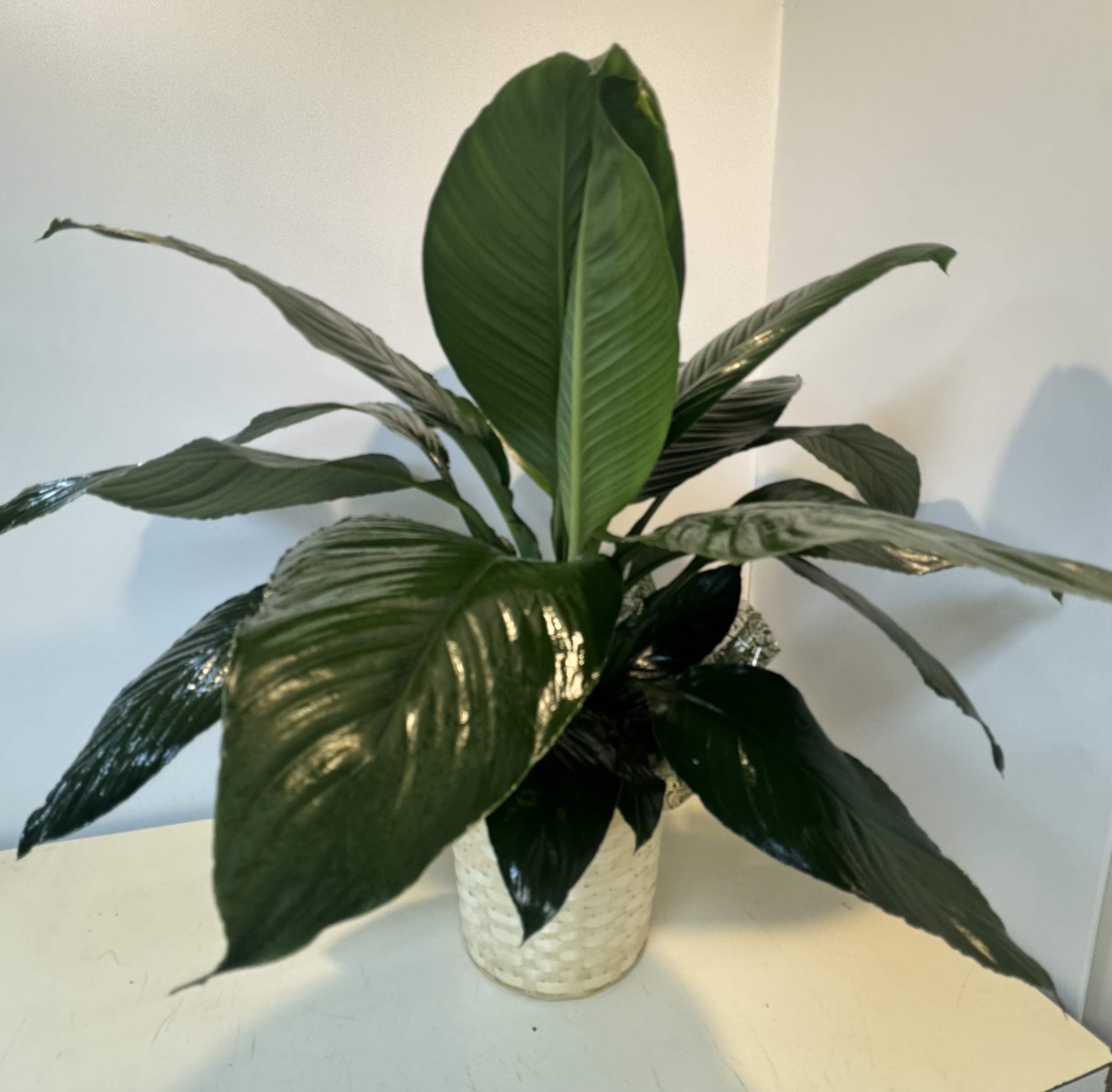 Potted green plant with broad glossy leaves in a woven basket