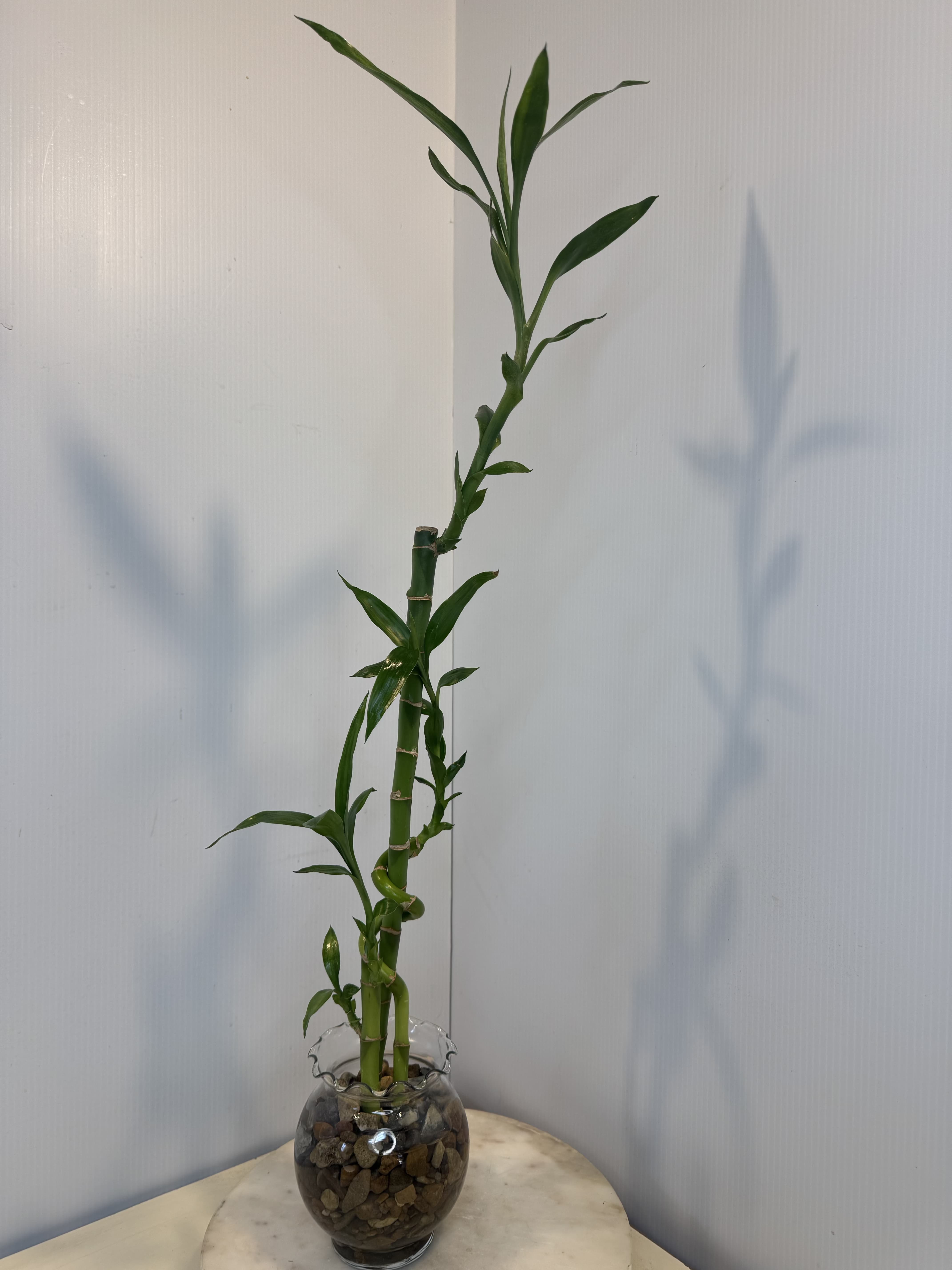 Potted lucky bamboo plant in a glass vase with stones