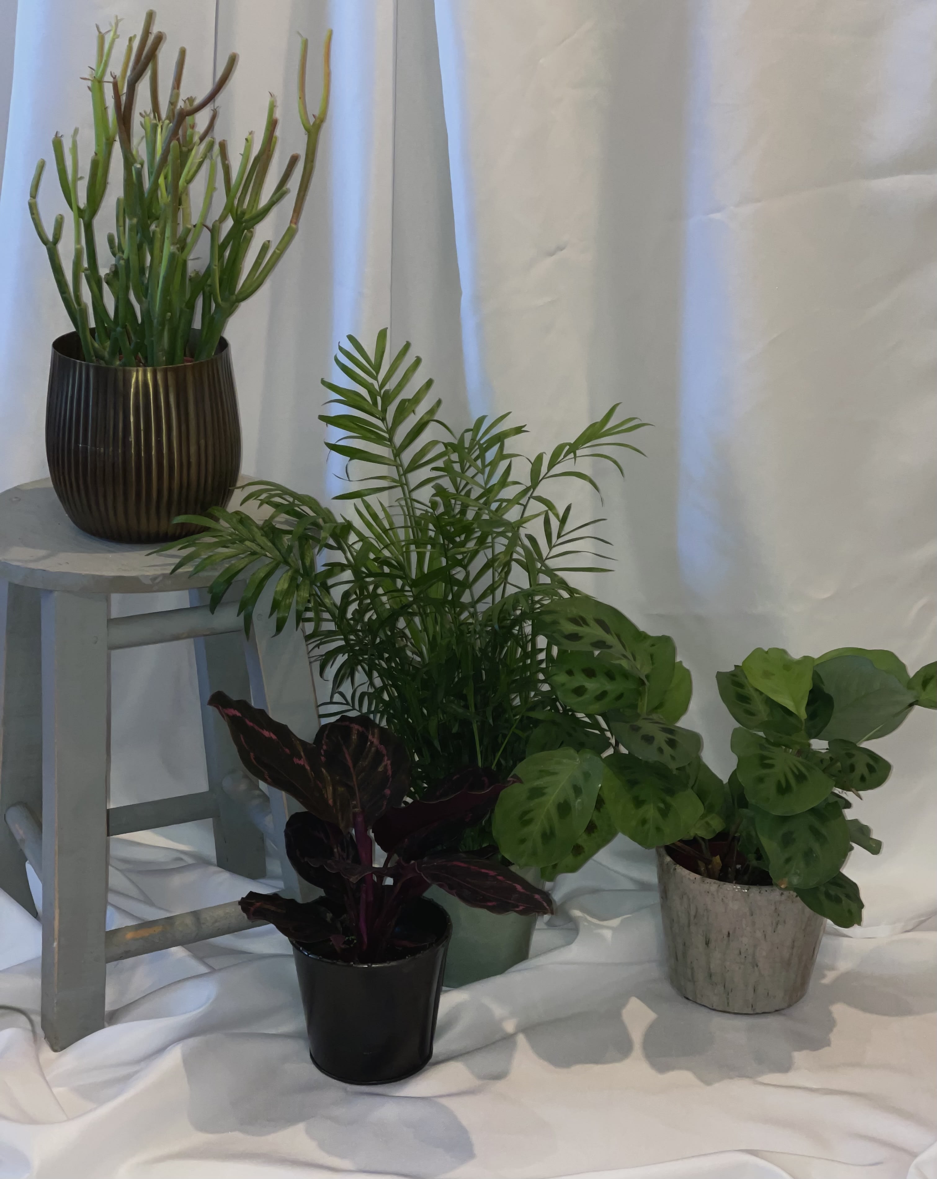 Three potted houseplants arranged on a draped white backdrop