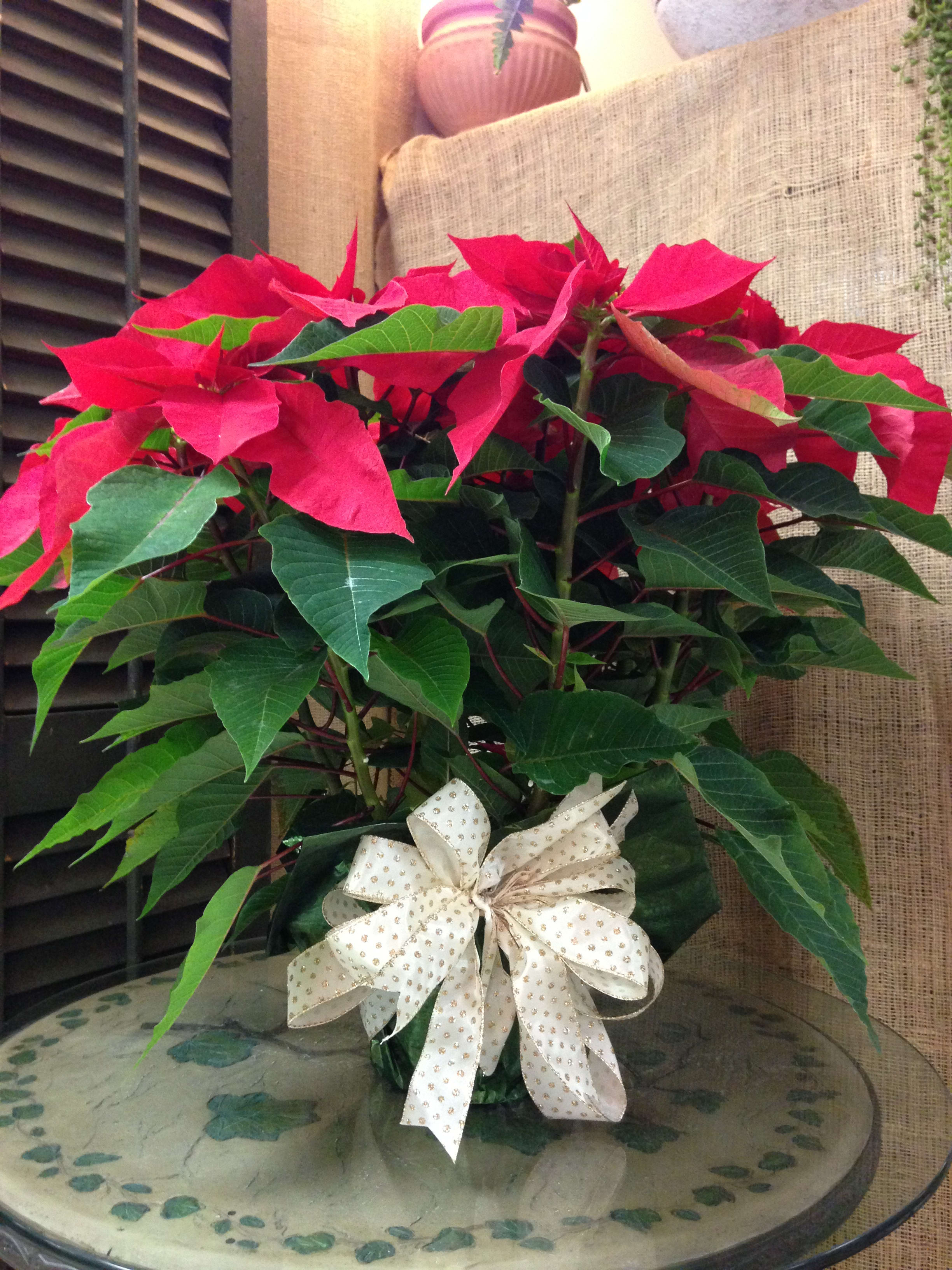 Potted poinsettia with red bracts and a decorative bow