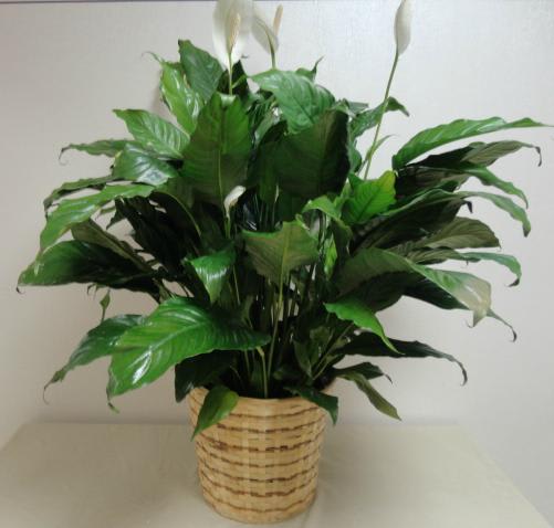 Potted green houseplant with white blooms in a woven basket
