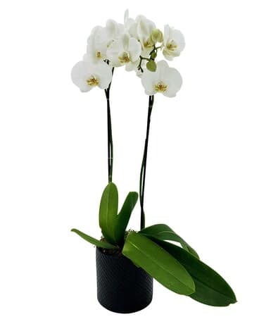 White orchid plant in a black pot