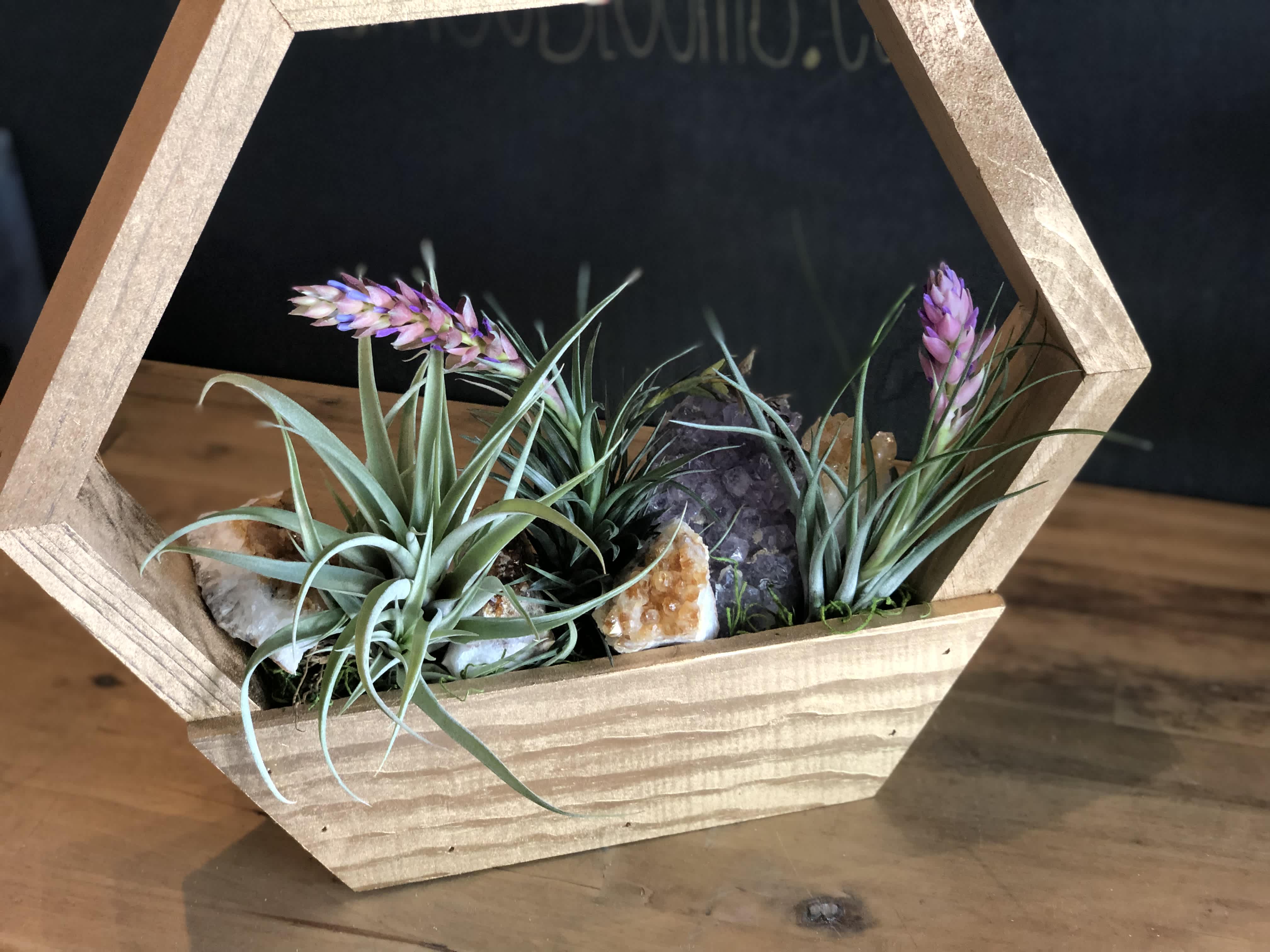Air plants in a wooden geometric planter with decorative stones