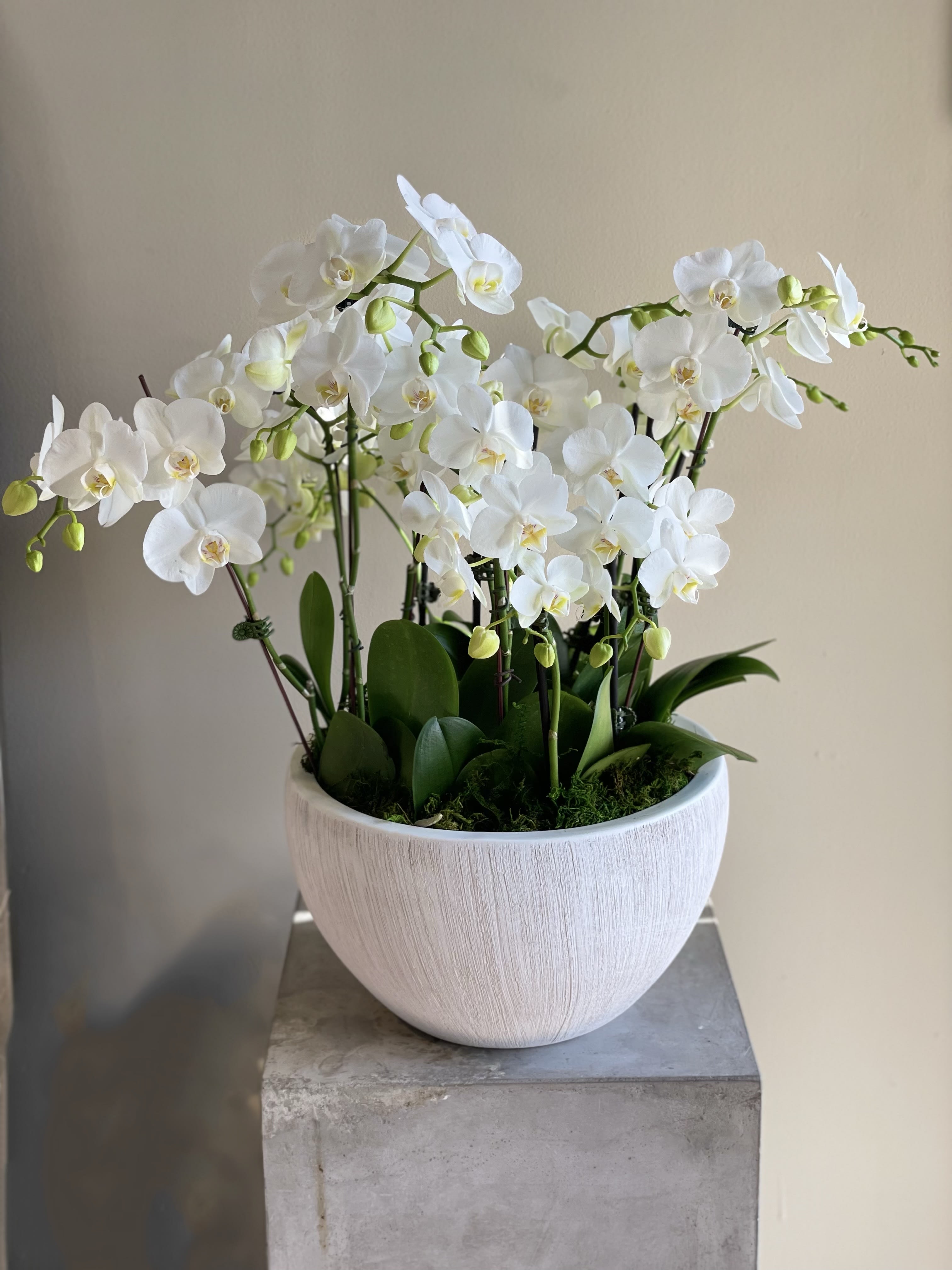White orchids arranged in a white ceramic pot