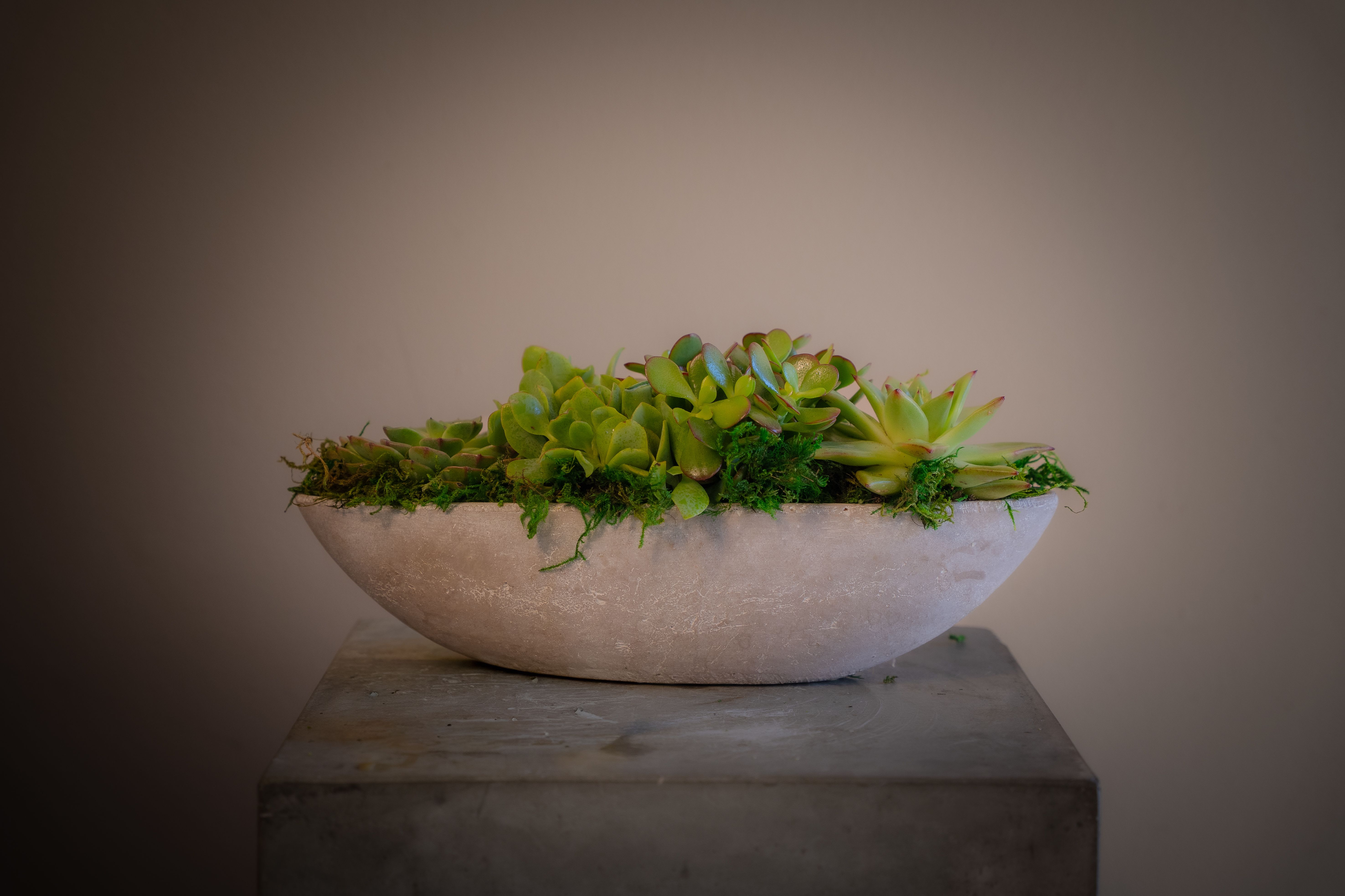 Petite Succulent Boat - This stunning succulent arrangement, crafted in a sleek cement boat vase (approximately 10 inches long), is the perfect gift or gift to yourself, to elevate any space. Hand-planted, easy to care for, this succulent garden is the perfect solution to any entryway, centerpiece, or anywhere else you need just a touch of beauty that will be sure to last. 