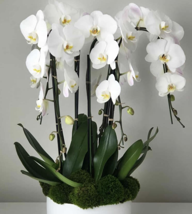 White orchids arranged in a white pot with moss and dark green leaves