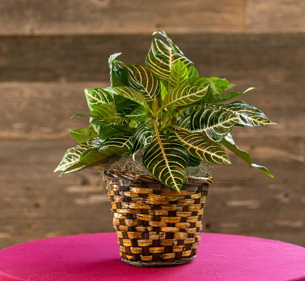 Potted croton plant in a woven basket planter