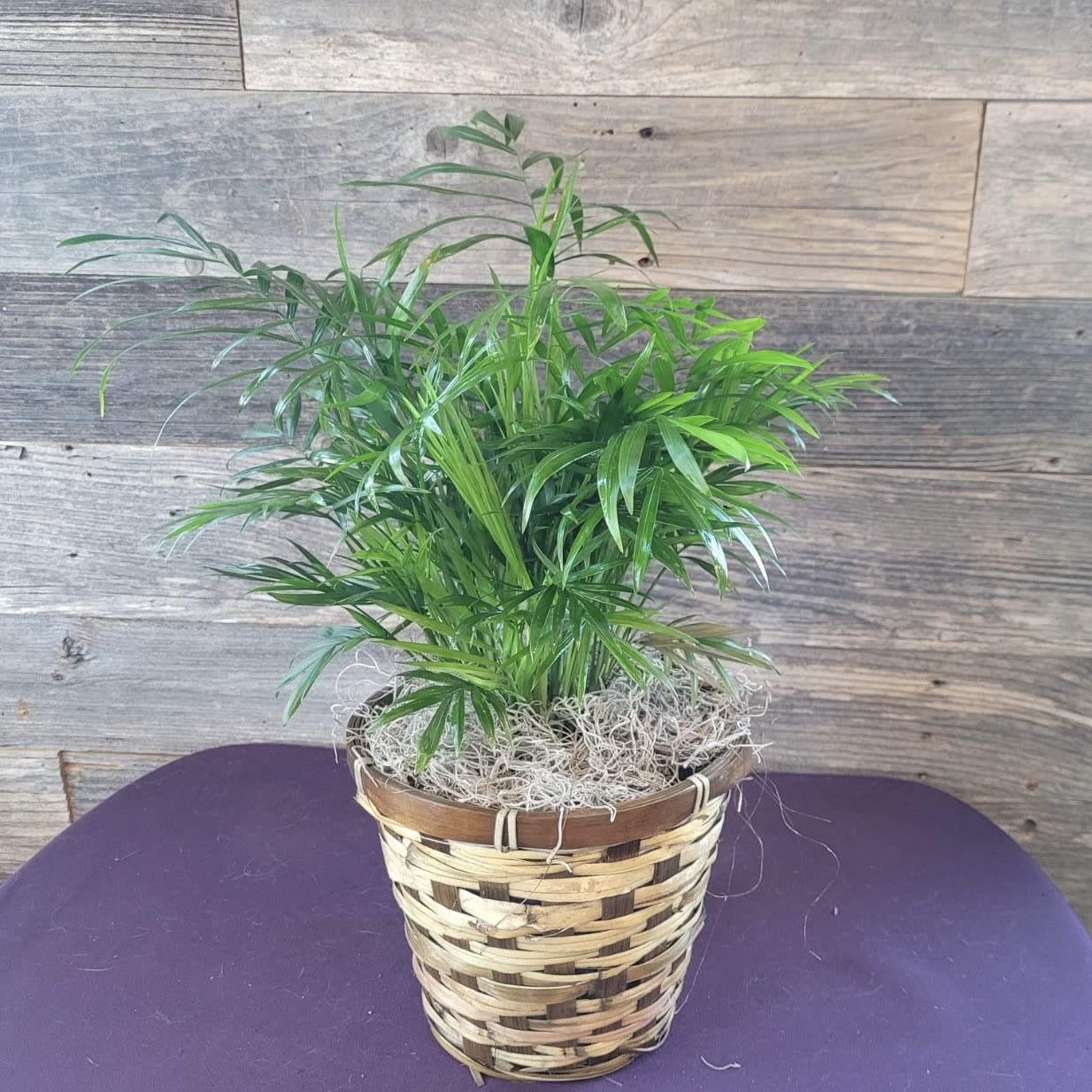 Potted palm plant in a woven basket planter