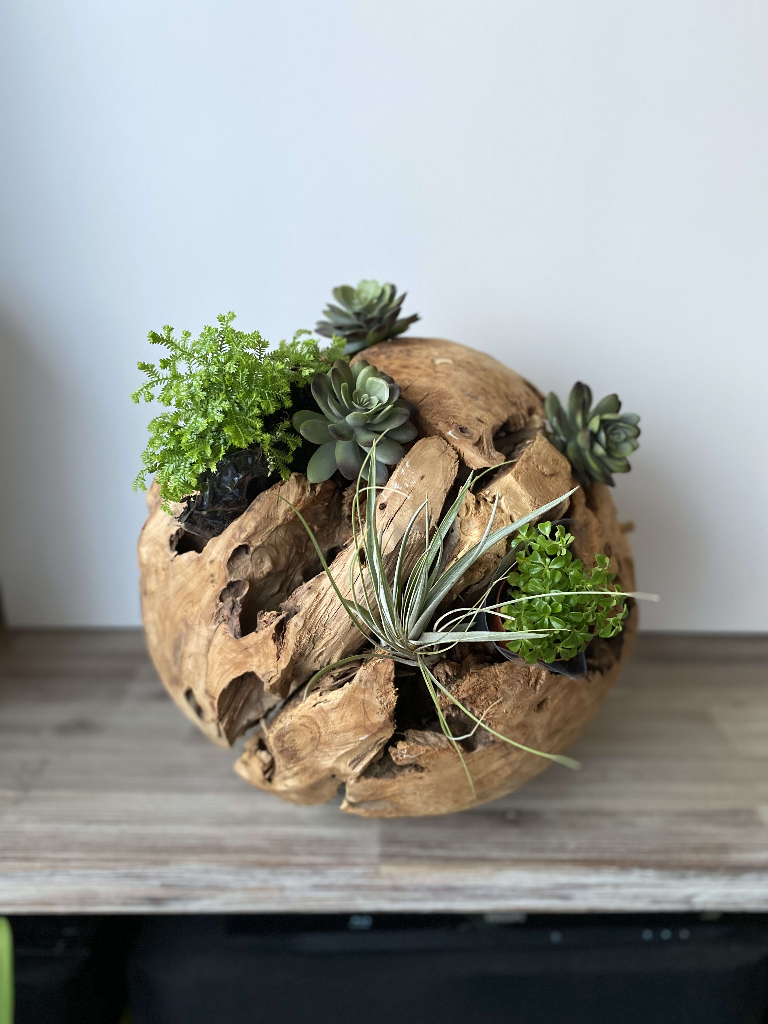Succulent arrangement in a round driftwood planter