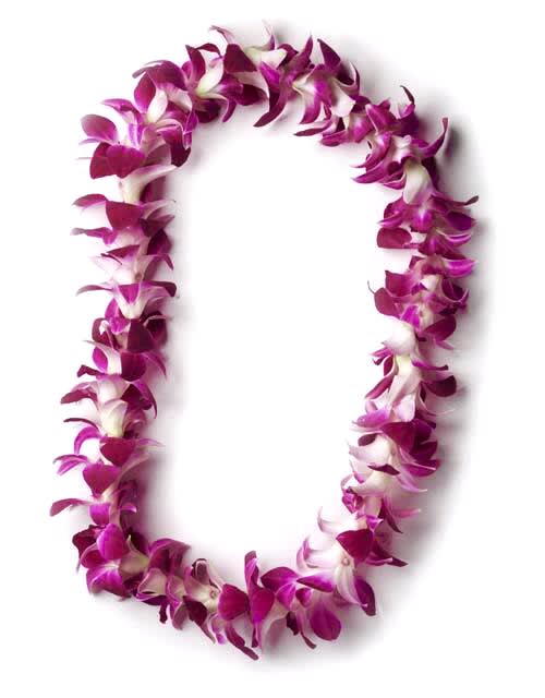 Purple orchid lei on a white background