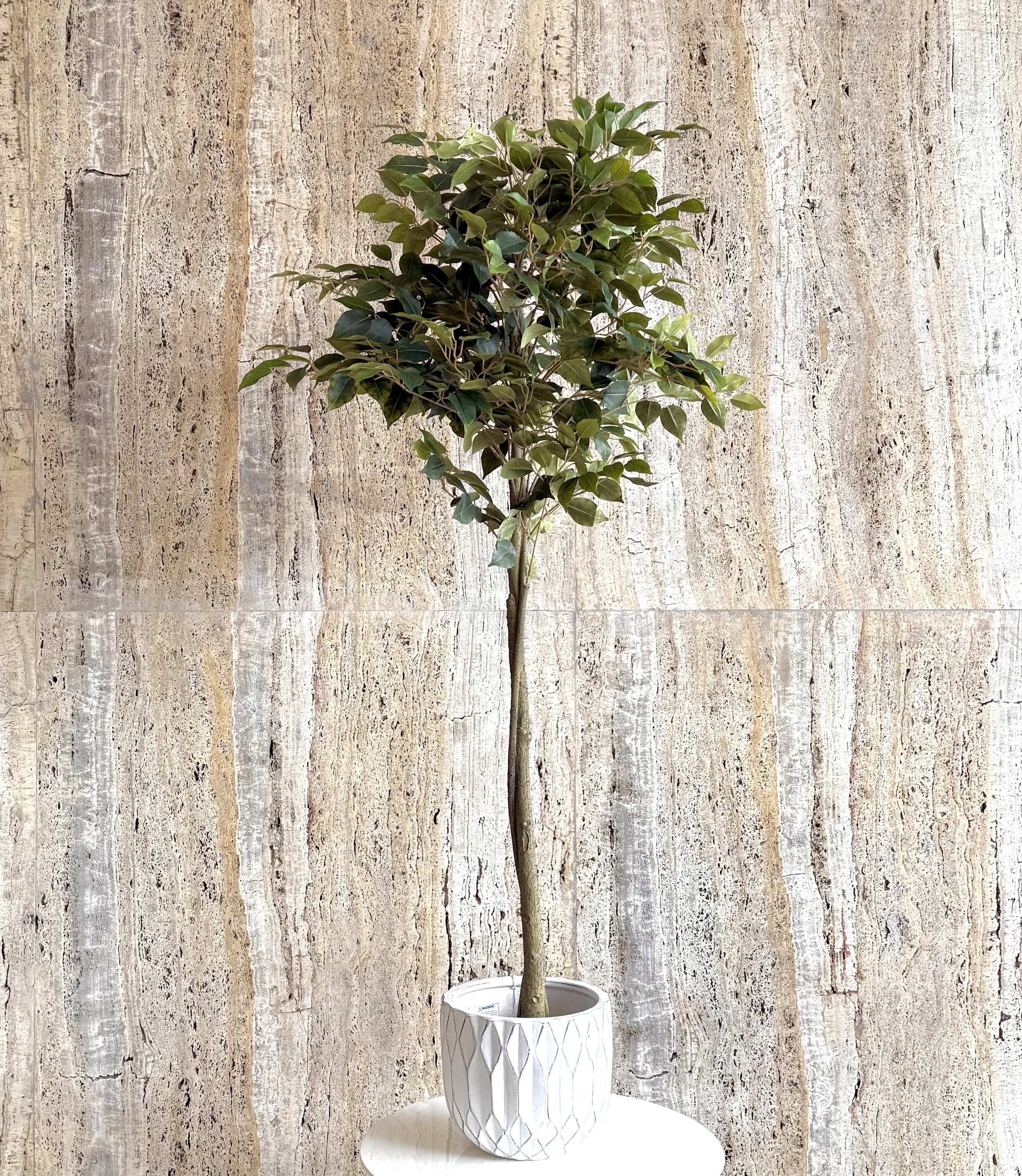 Potted topiary tree with a round canopy in a white textured planter