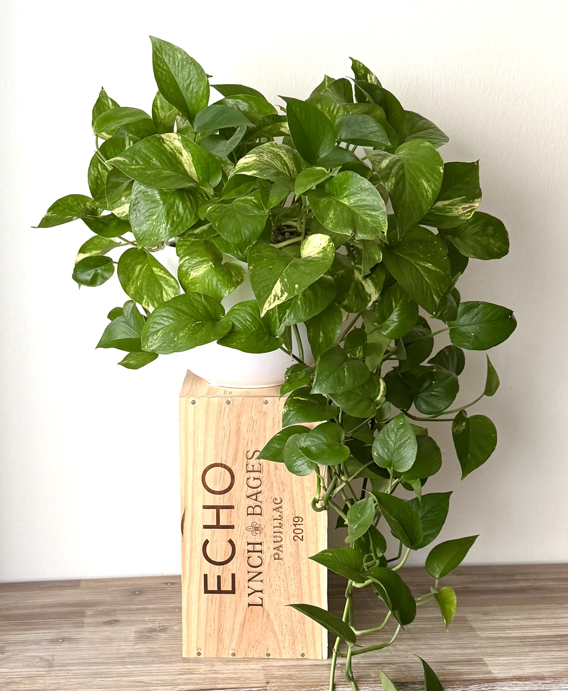 Potted trailing green houseplant in a wooden box