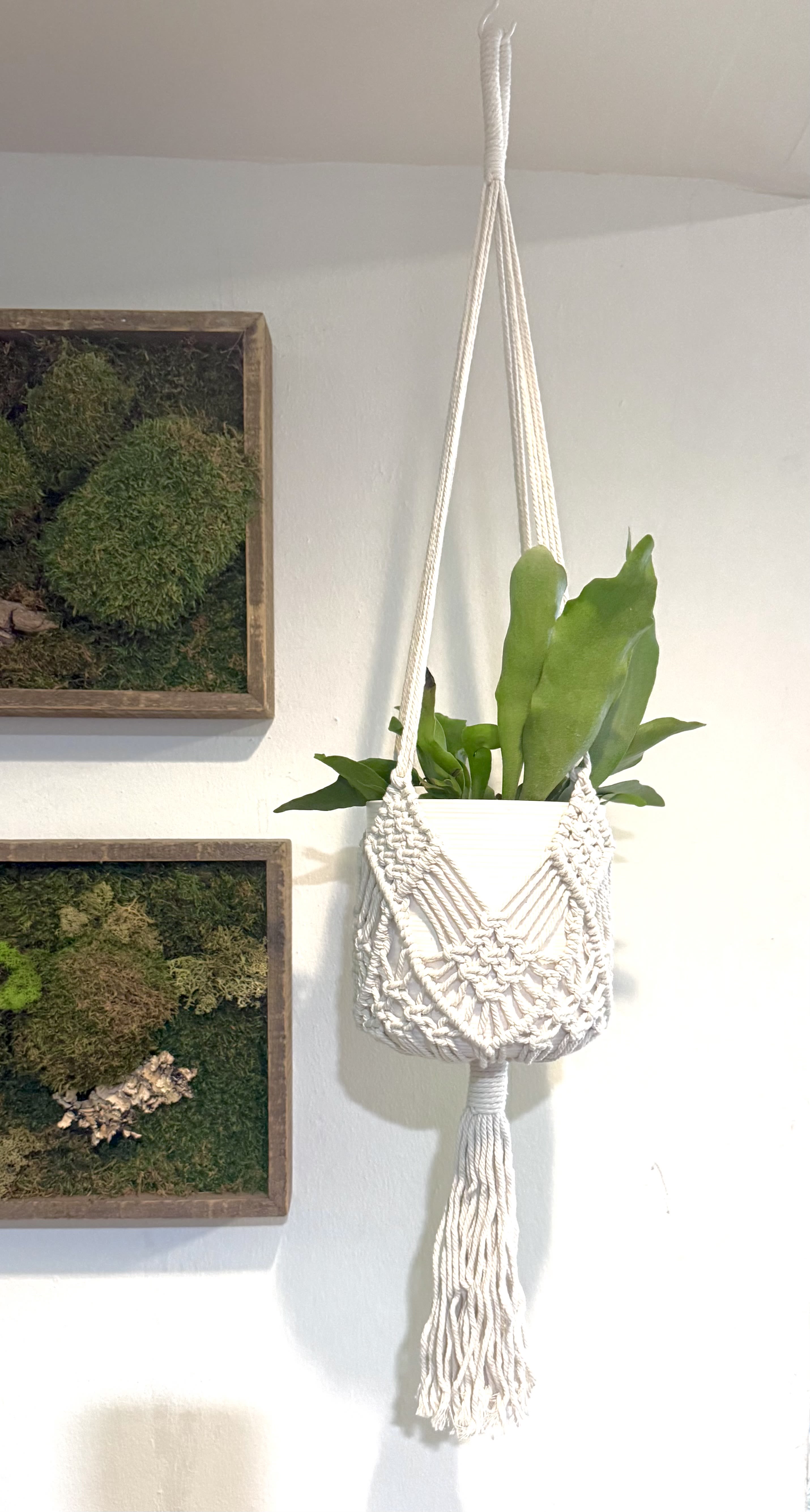 Hanging potted plant in a macramé holder on a wall