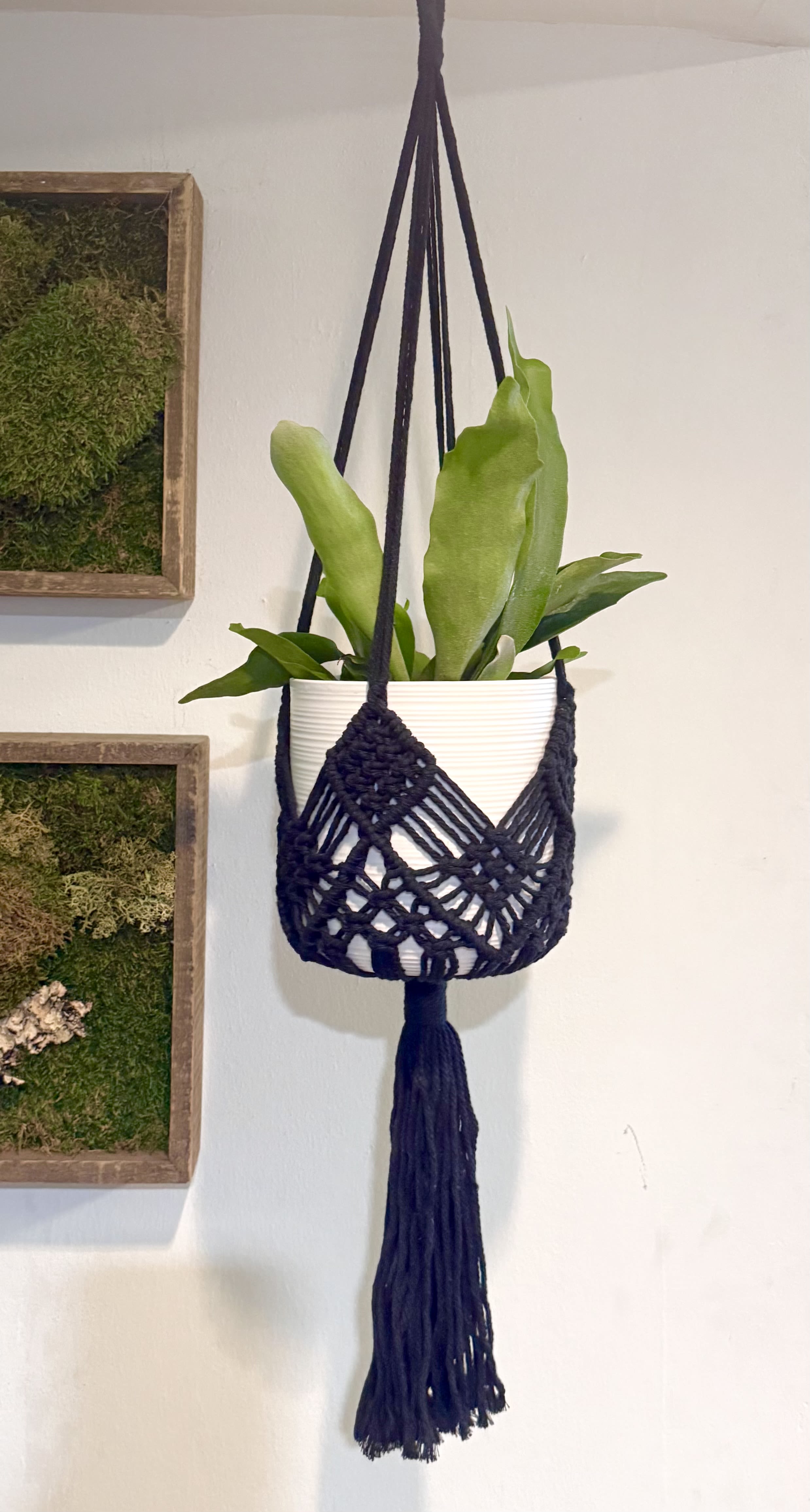 Hanging potted plant in a macrame hanger