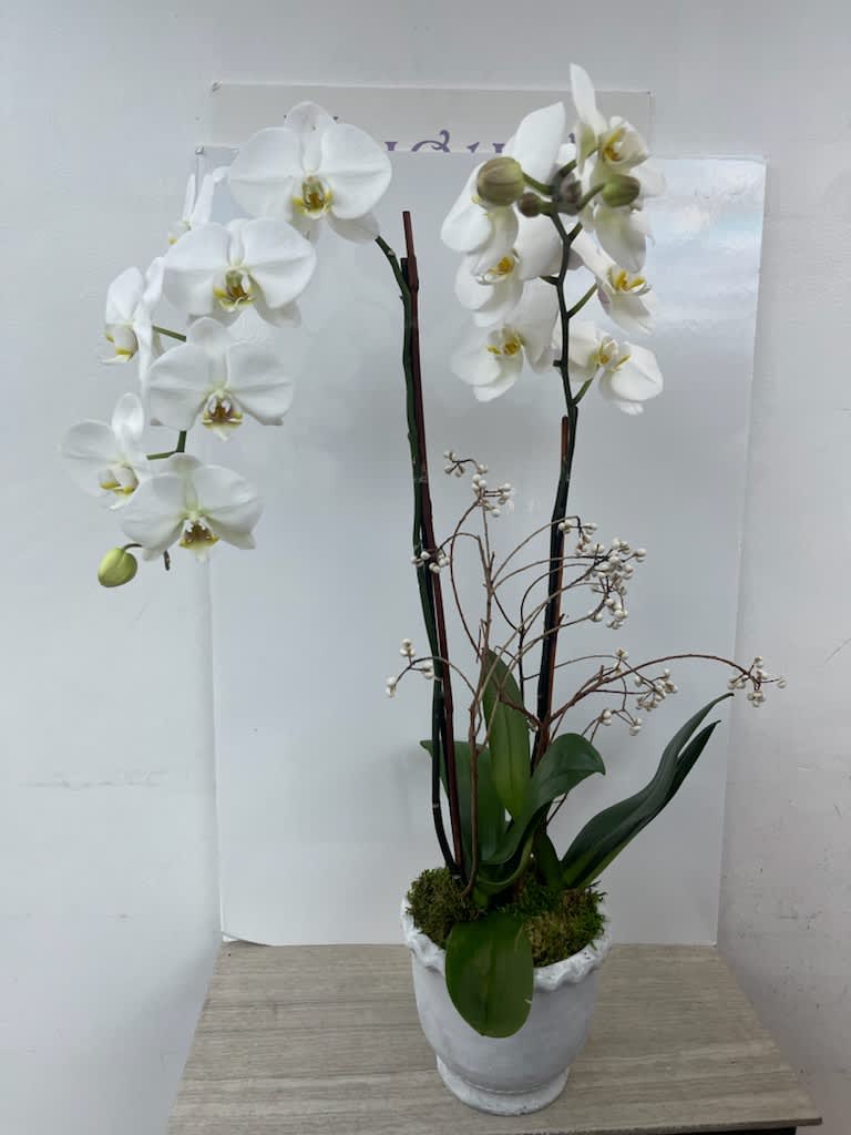 White orchid arrangement in a white pot with moss and dark stems