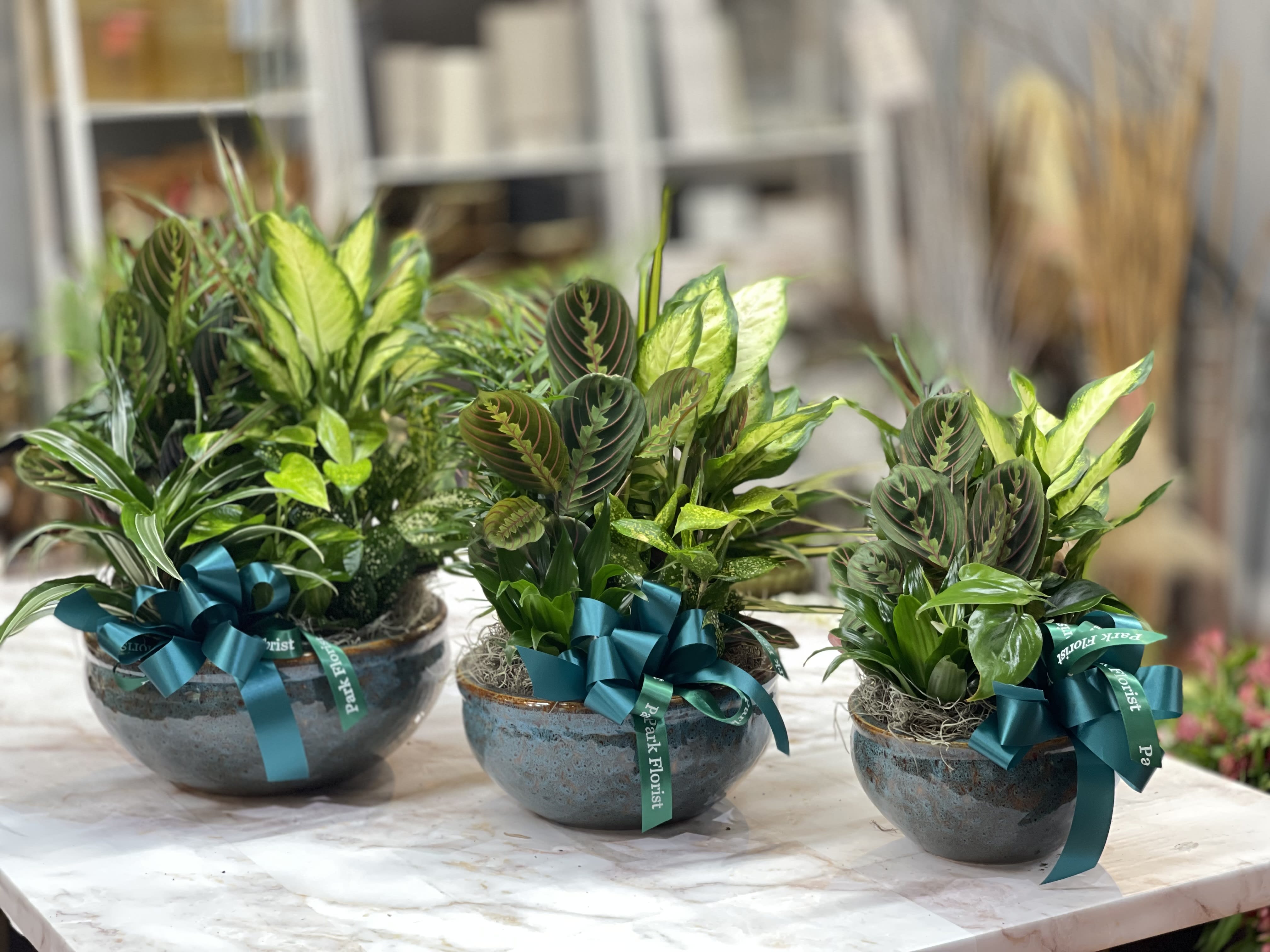 Three low ceramic planters filled with assorted green houseplants and teal ribbon bows.