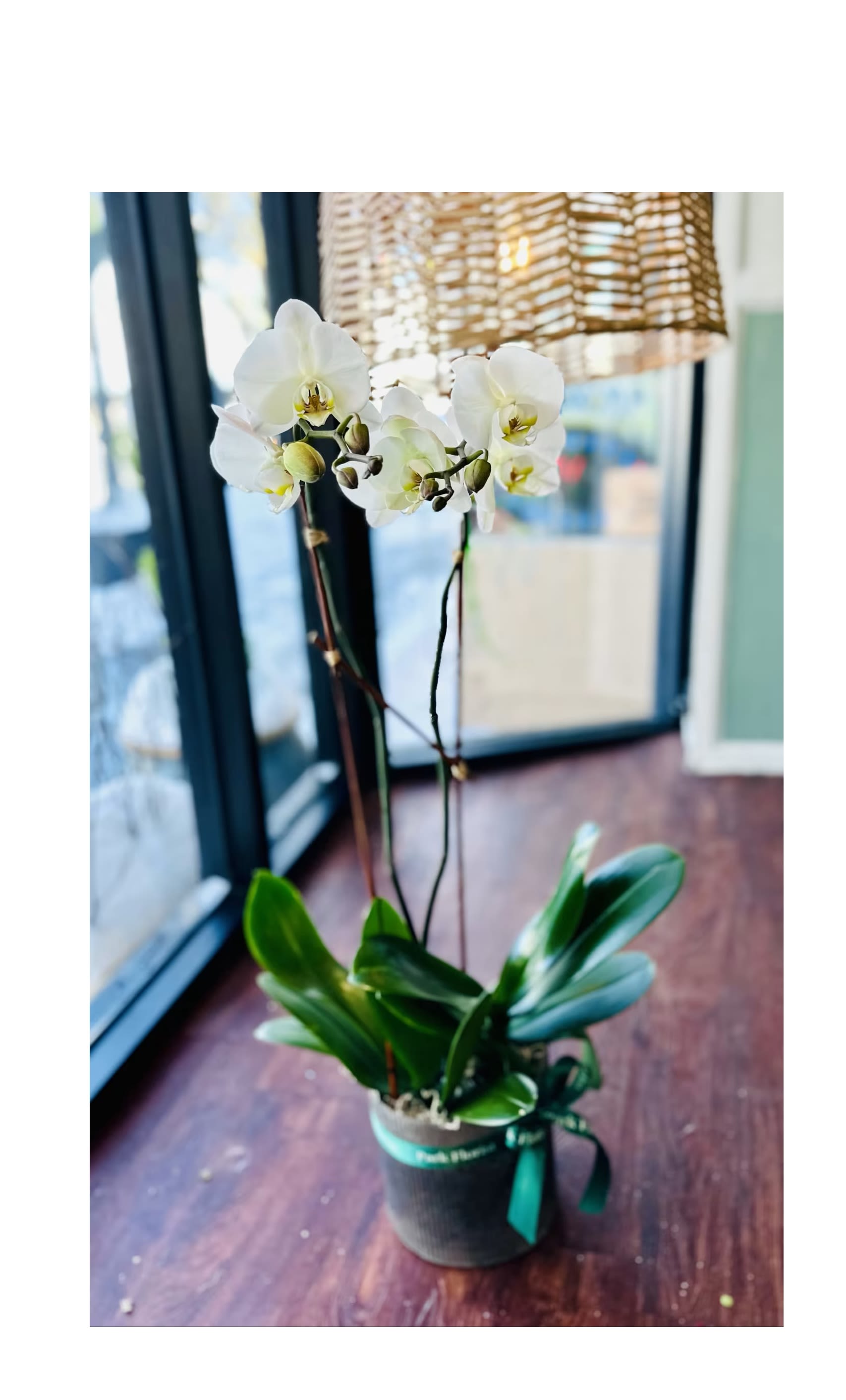 Potted white phalaenopsis orchid with tall flower spikes in a small container on a wooden floor