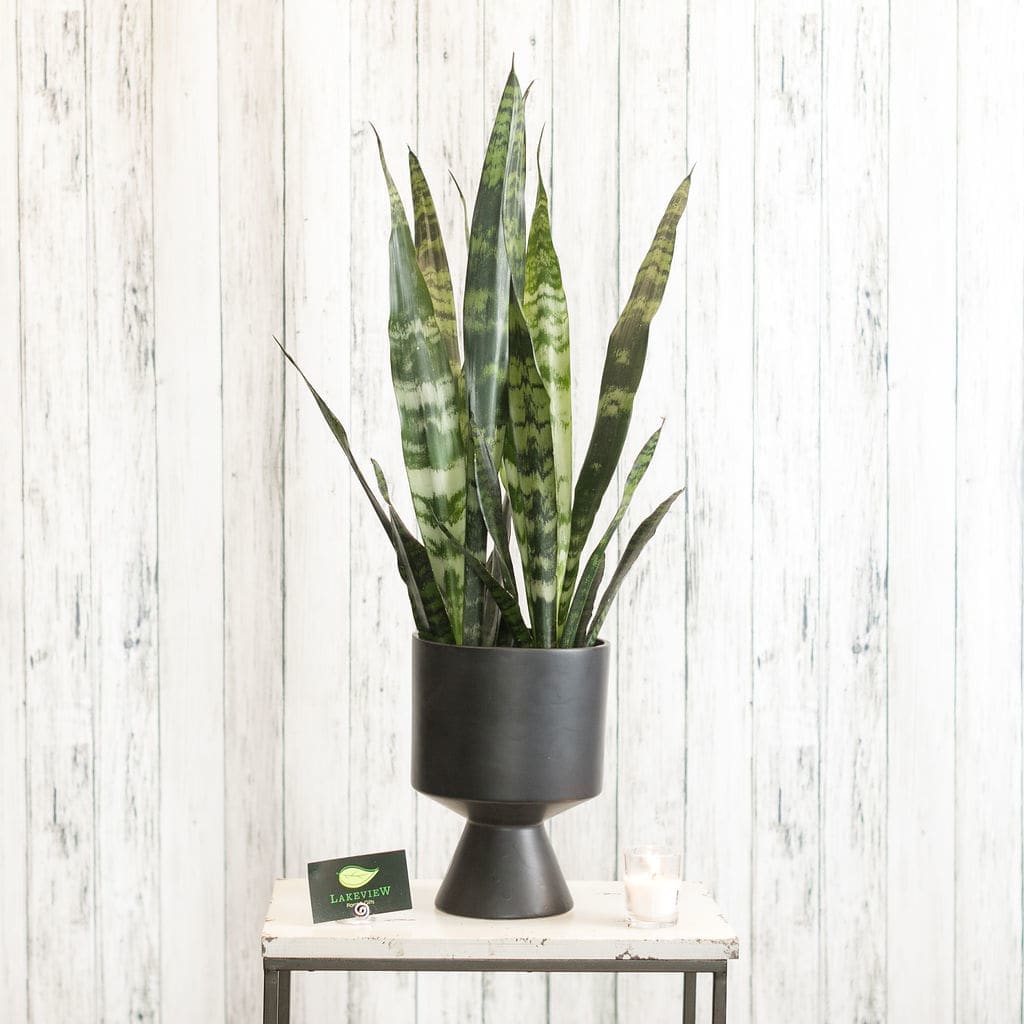 Tall snake plant in a black pedestal planter on a white table
