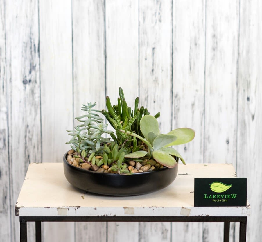 Succulent arrangement in a black bowl planter on a table