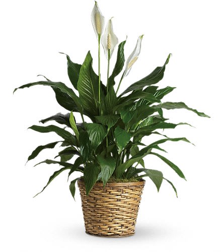 Potted peace lily with white blooms in a woven basket