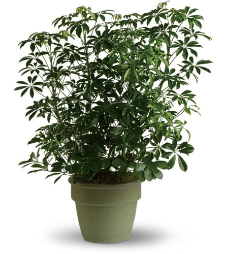 Potted green houseplant with glossy leaves in a green container