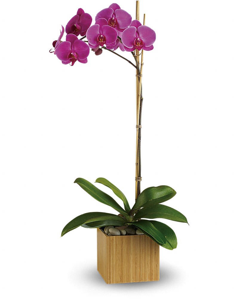 Teleflora's Imperial Purple Orchid - Shangri-la might be a fictional place, but this stunning orchid is firmly planted in the most beautiful kind of reality. An exotic lavender phalaenopsis orchid comes delivered in a beautiful container. It's easy to take care of and lovely to look at. A lavender phalaenopsis orchid plant arrives in an exclusive bamboo cube. It's almost too good to be true.Approximately 13" W x 22 1/2" H