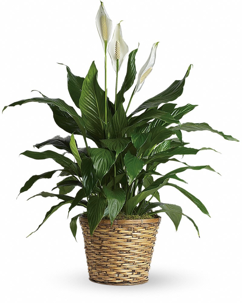 Potted green peace lily plant with white blooms in a woven basket